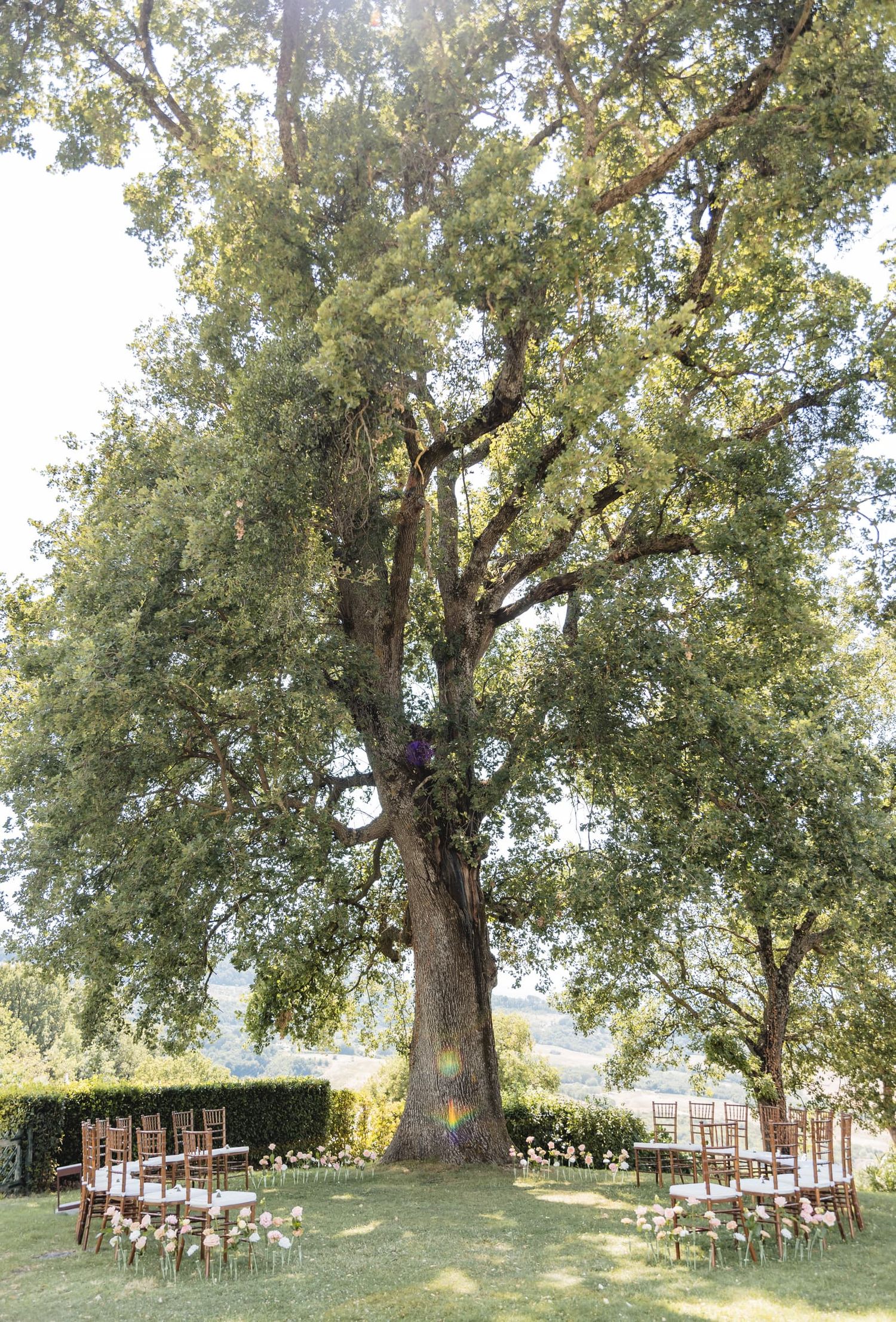 The old oak tree and ceremony chairs on the lawn of Villa Le Bolli, Radicondoli, Tuscany