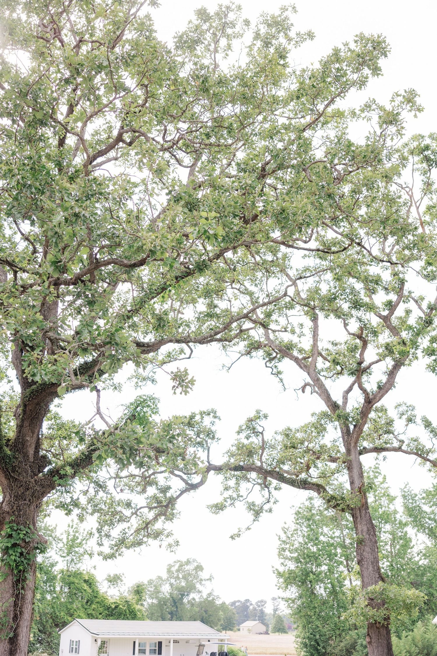 White chapel building with tall oak trees surrounding it in a peaceful outdoor setting.