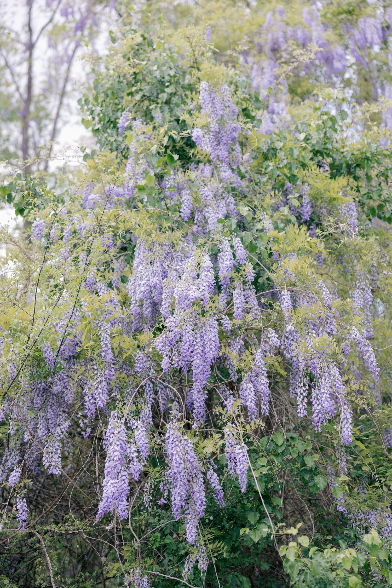 Beautiful purple wisteria flowers cascading from branches in a lush garden setting.