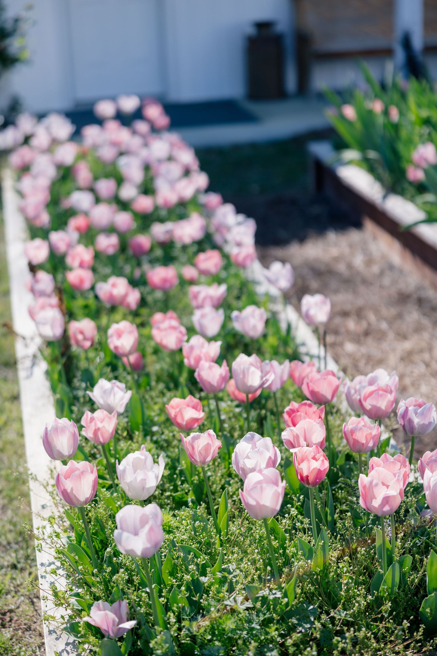 Pink tulips line a garden pathway in full spring bloom with delicate petals and green foliage.