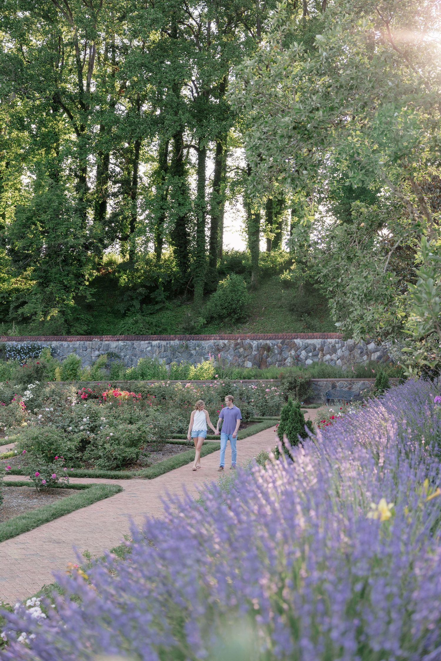 A tranquil garden path lined with blooming purple lavender flowers and green trees in the background.