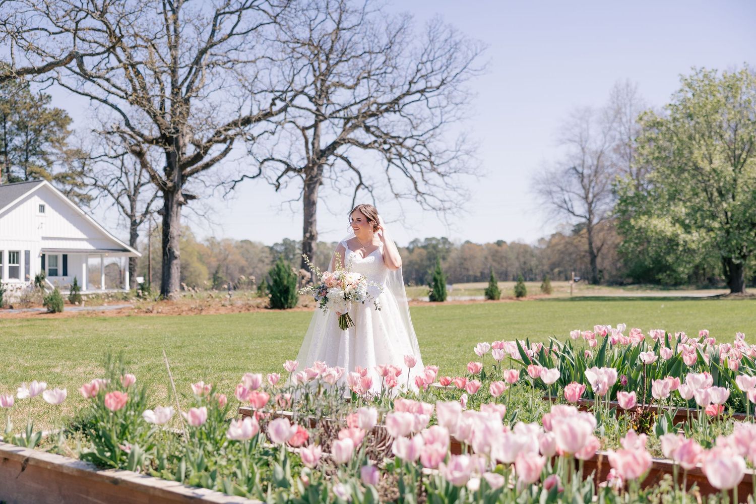 Spring garden with blooming pink tulips and white building in the background.