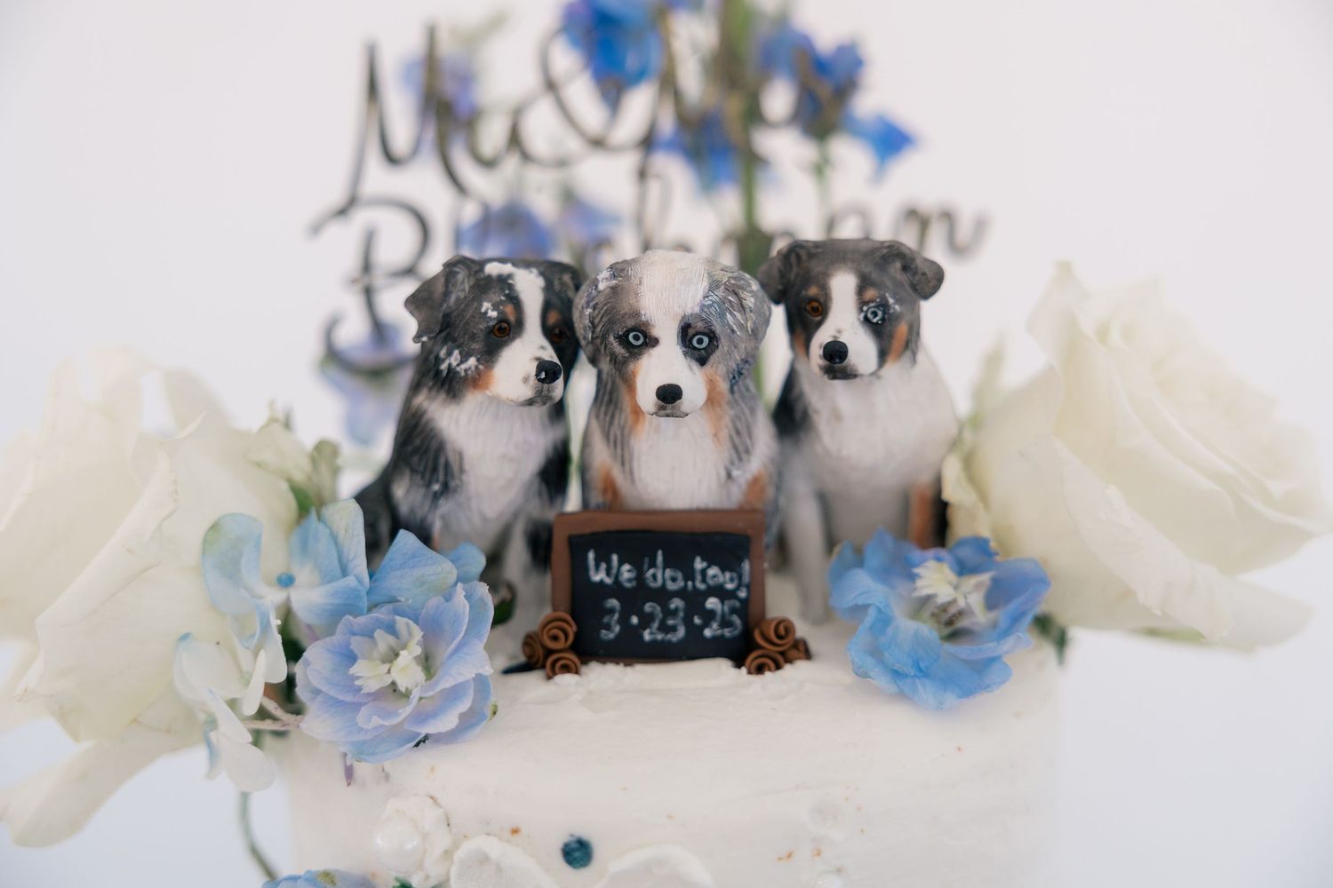 Three Australian Shepherd puppies posed with blue flowers and a wedding sign.