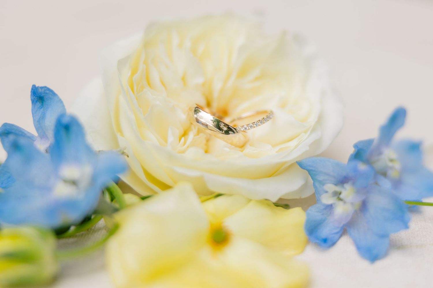 Gold wedding rings nestled in white garden rose with blue delphinium flowers.