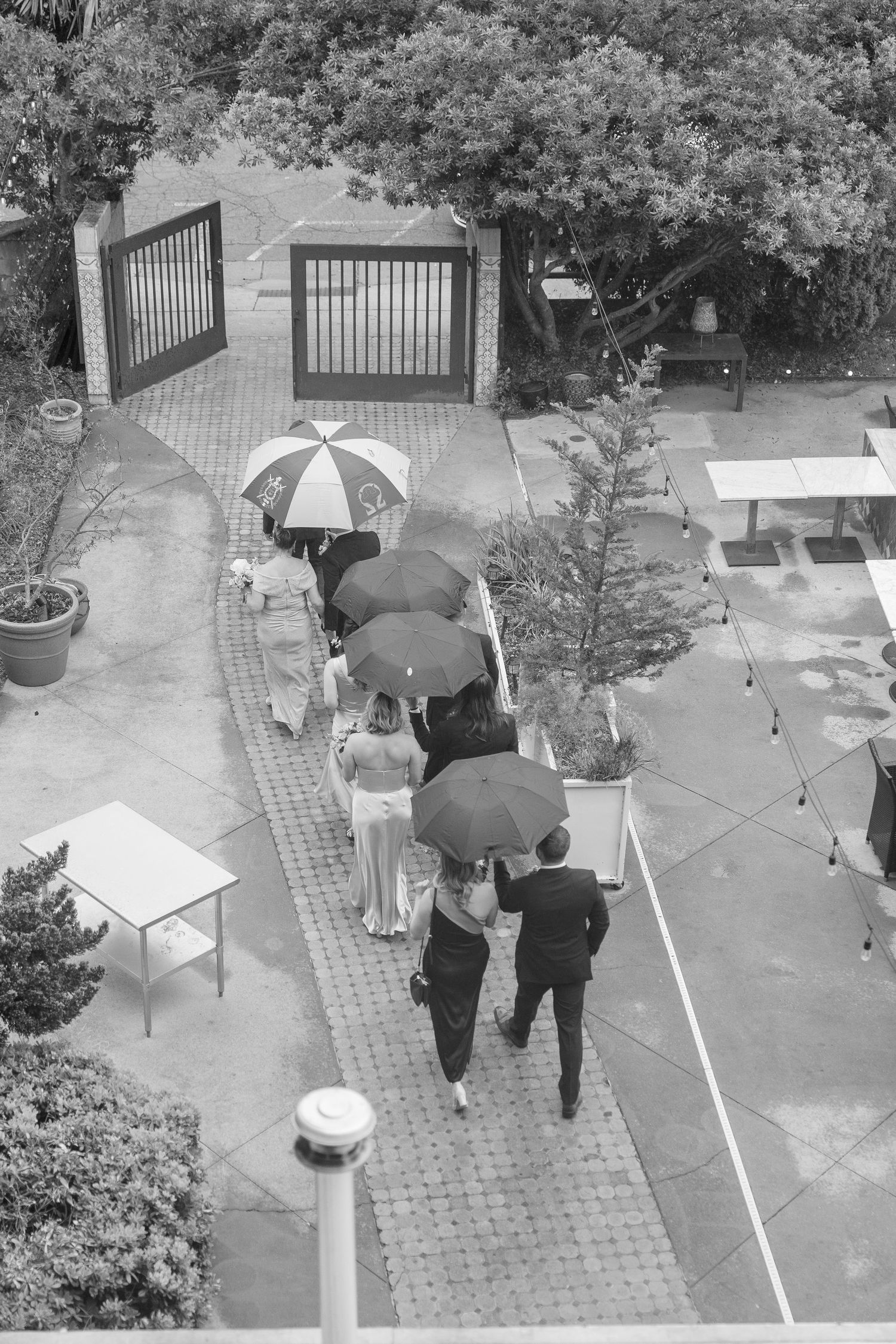 Aerial black and white view of wedding guests walking with umbrellas along brick pathway.
