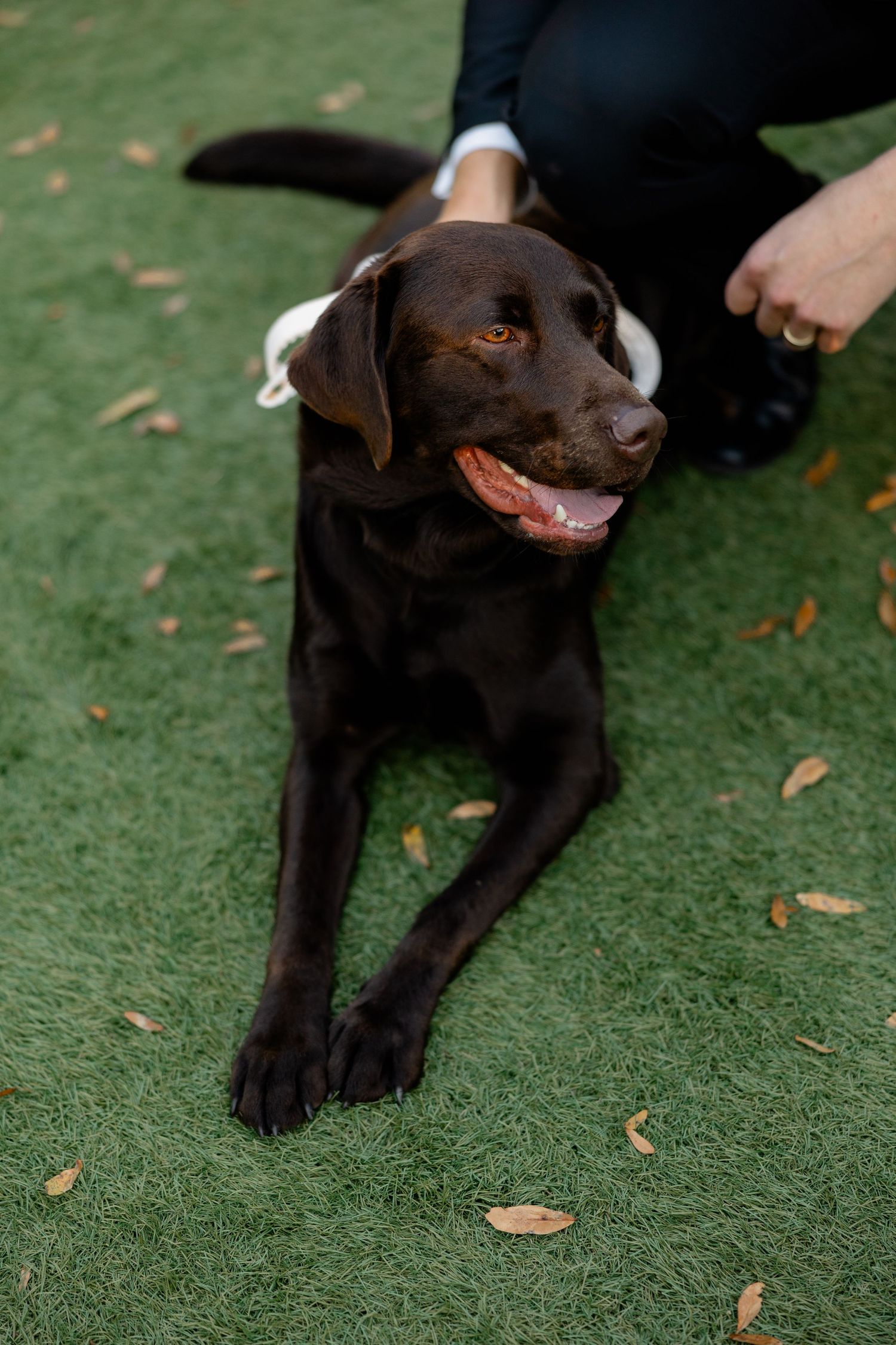 A happy chocolate Labrador retriever lying on artificial grass while being petted.