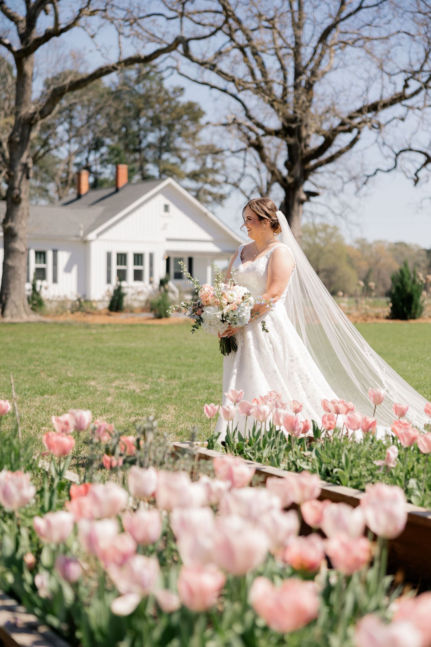 Beautiful spring scene with pink tulips blooming in front of a white farmhouse under bare trees.