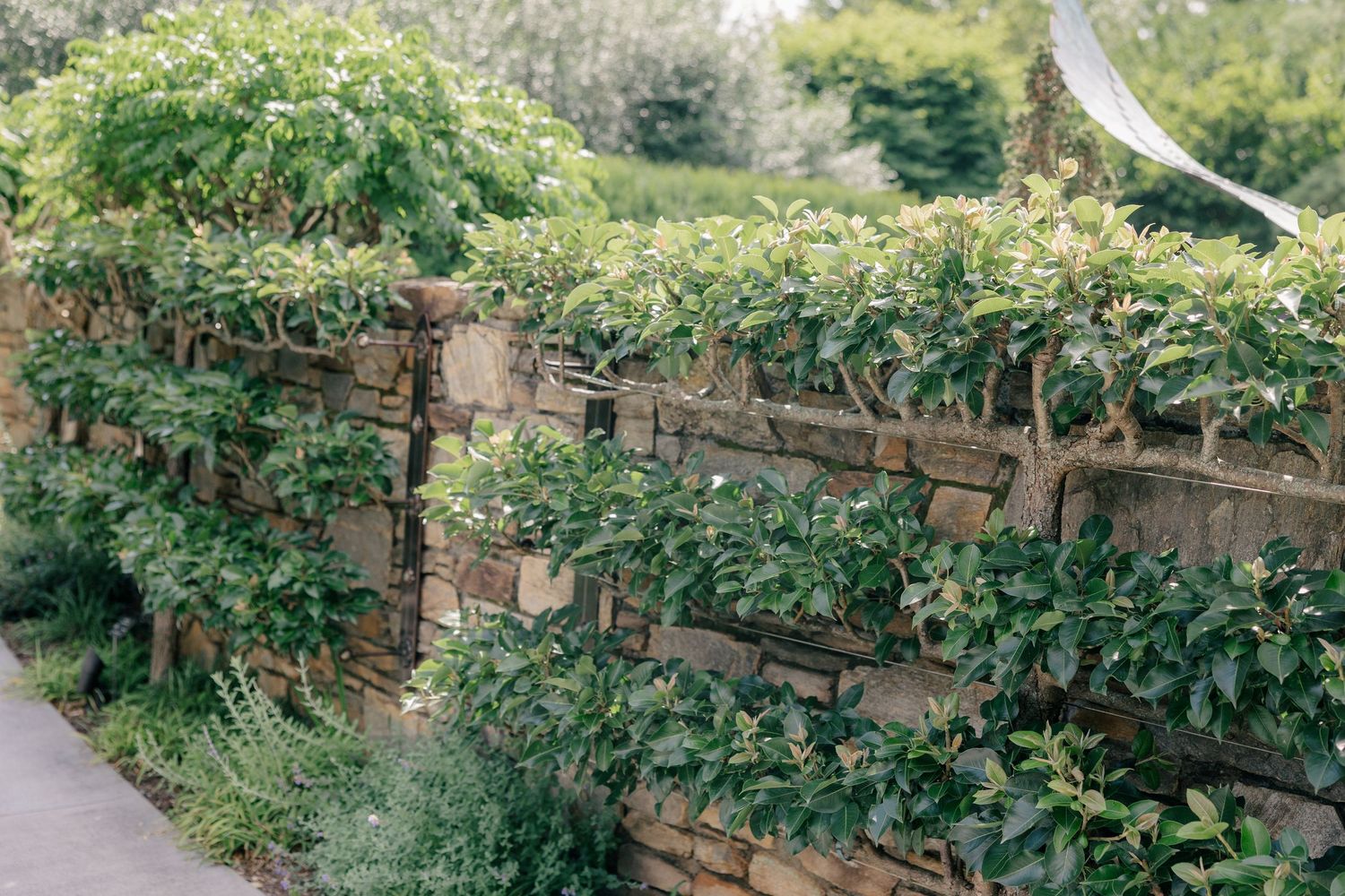 A rustic wooden fence draped with climbing vines and greenery creates a natural garden border.
