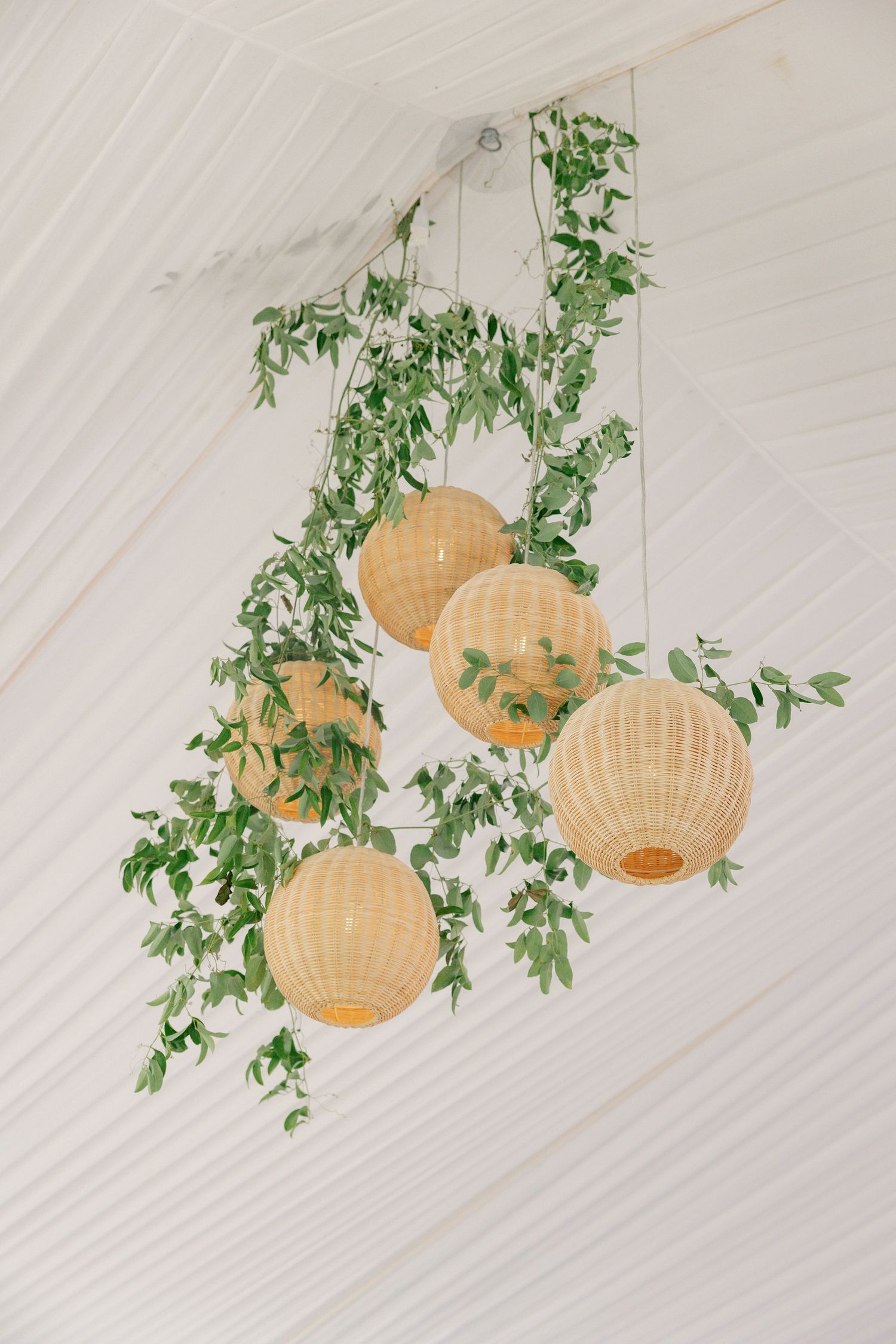 Wicker pendant lanterns adorned with cascading green vines hang from a white tent ceiling at a wedding reception.