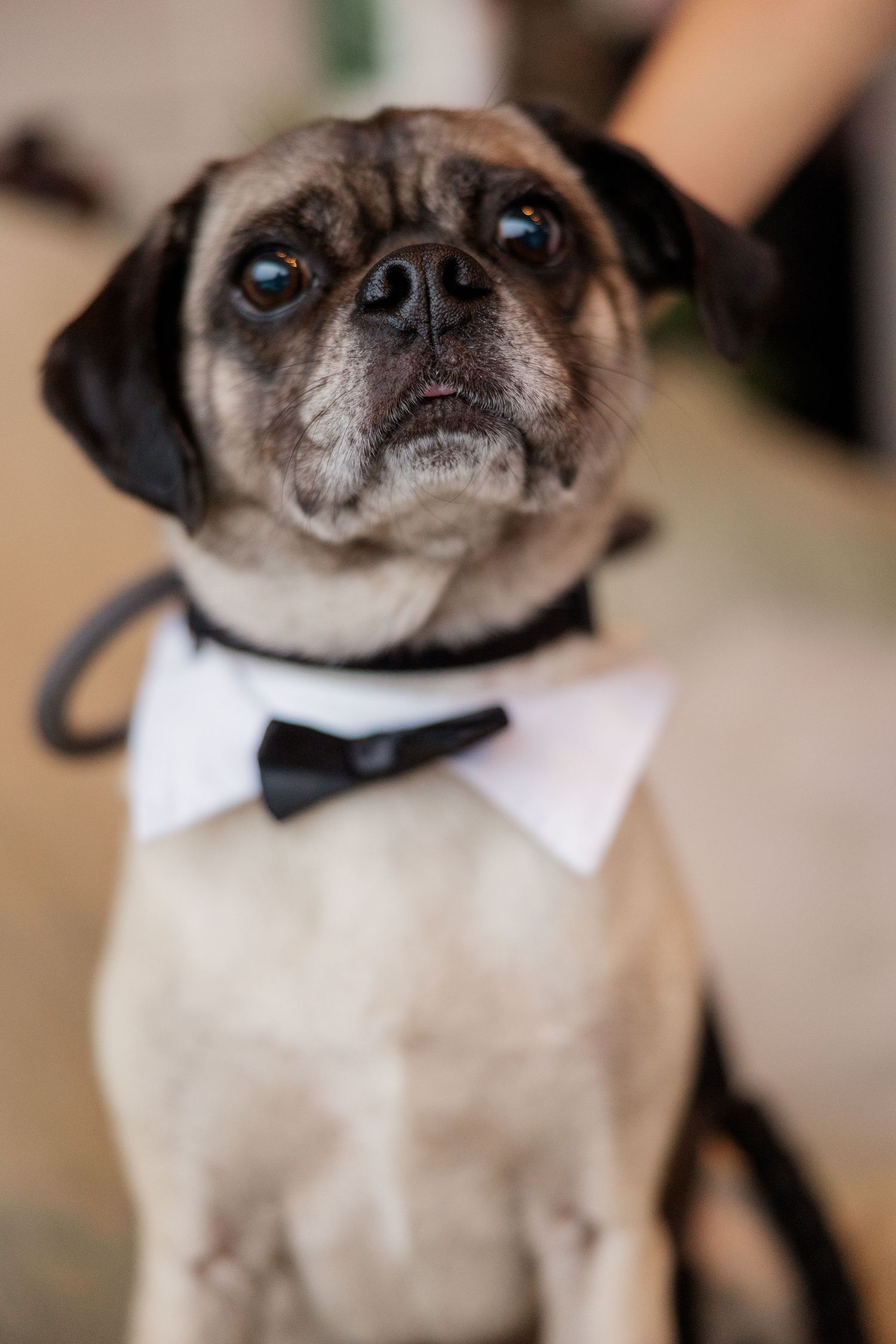 A pug wearing a black bowtie poses for a formal portrait.