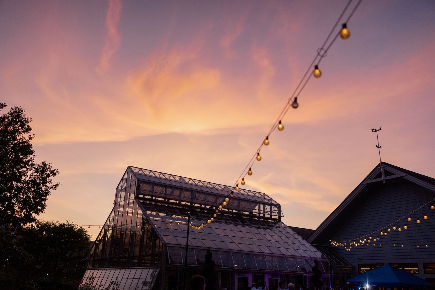 String lights hang against a dramatic purple and orange sunset sky with greenhouse silhouettes visible below.