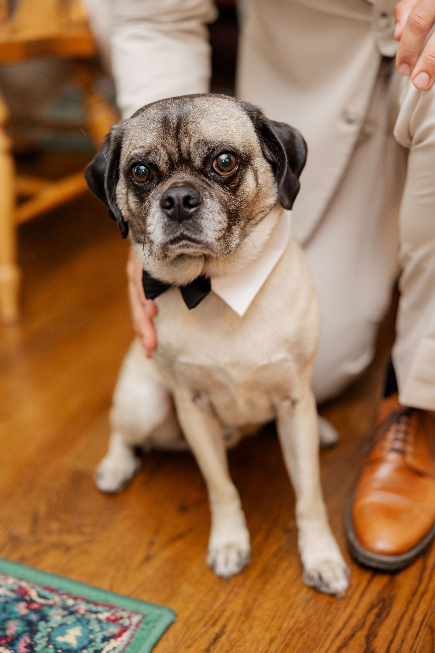 Cute pug dog sitting on hardwood floor next to person wearing brown leather shoes.