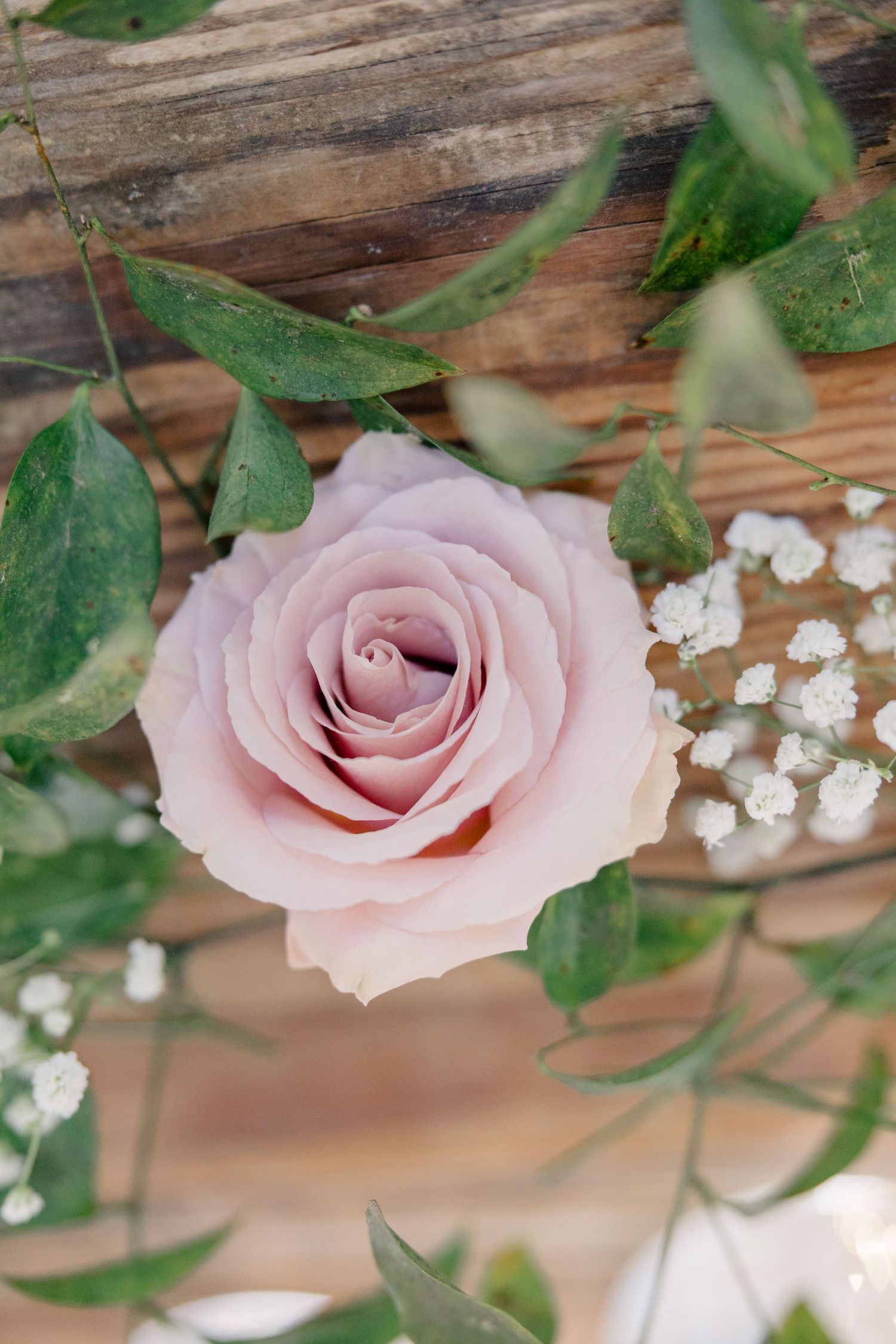 Close-up of a soft pink rose bloom with baby's breath flowers against wooden background.