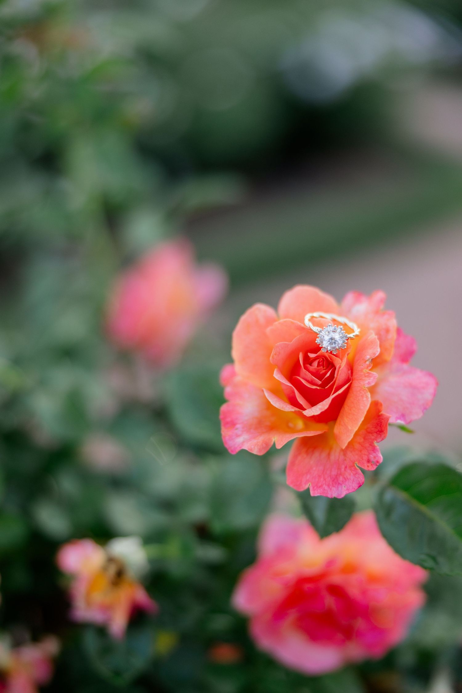 Beautiful coral-colored roses bloom in soft focus with delicate water droplets.