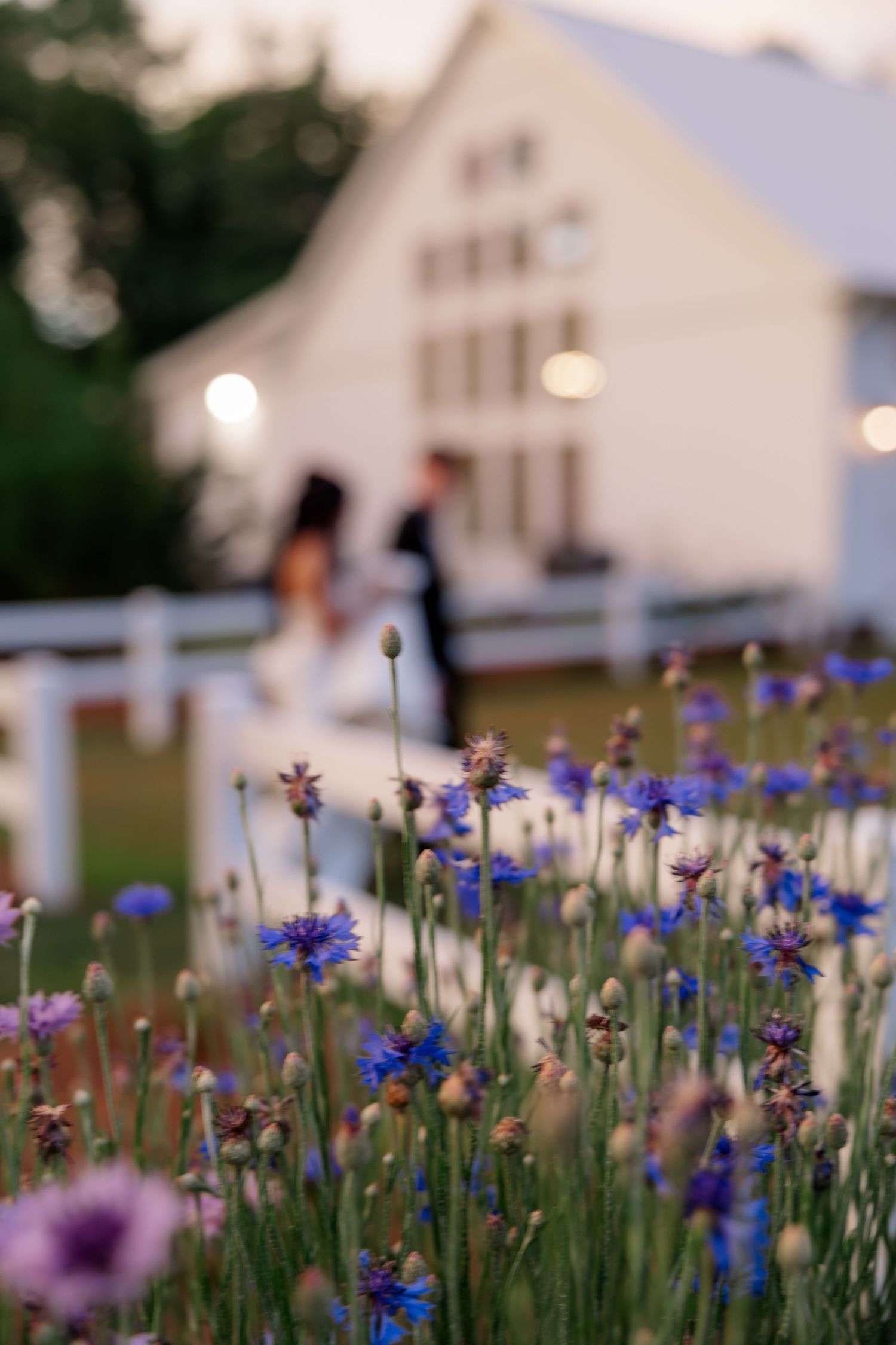 Blue cornflowers bloom in front of a white church building at dusk.