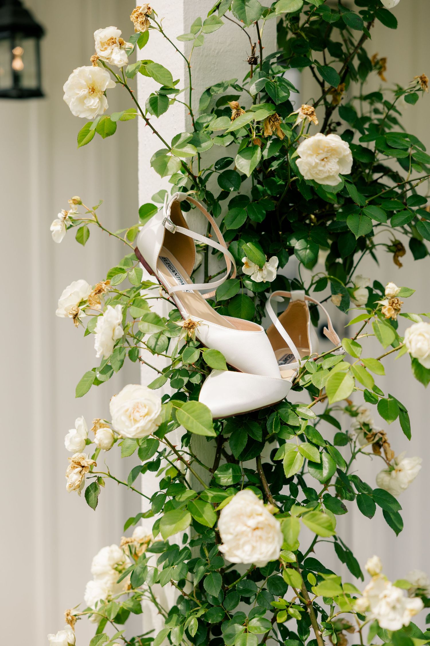 Beautiful white wedding shoes displayed among climbing roses and green foliage on an outdoor trellis.
