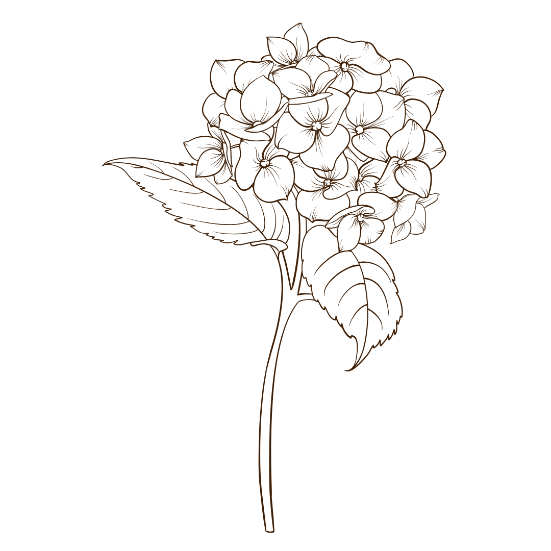 Minimalist line drawing of a hydrangea flower with leaves on black background.