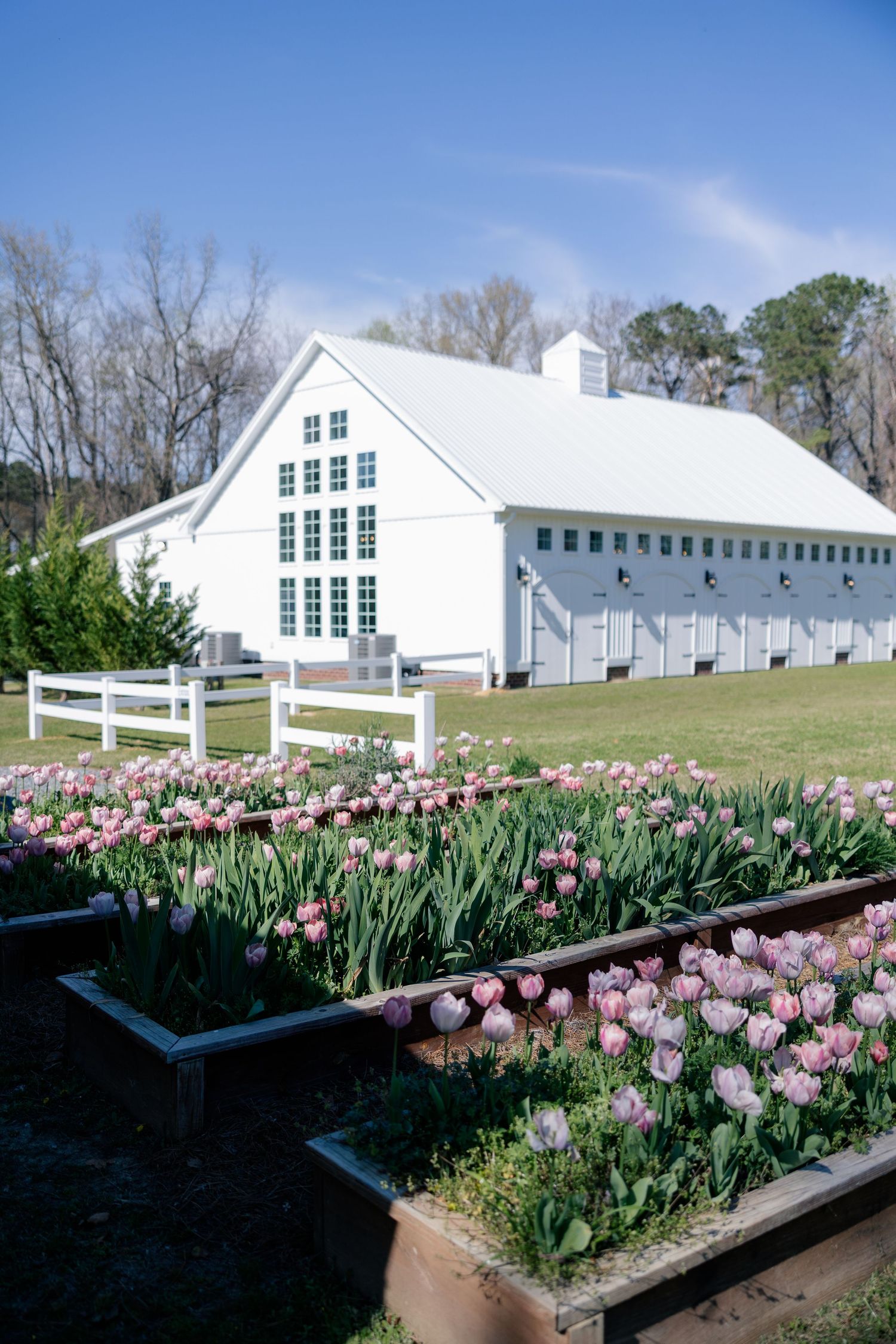 White barn buildings with pink tulips blooming in raised garden beds create a picturesque spring landscape.