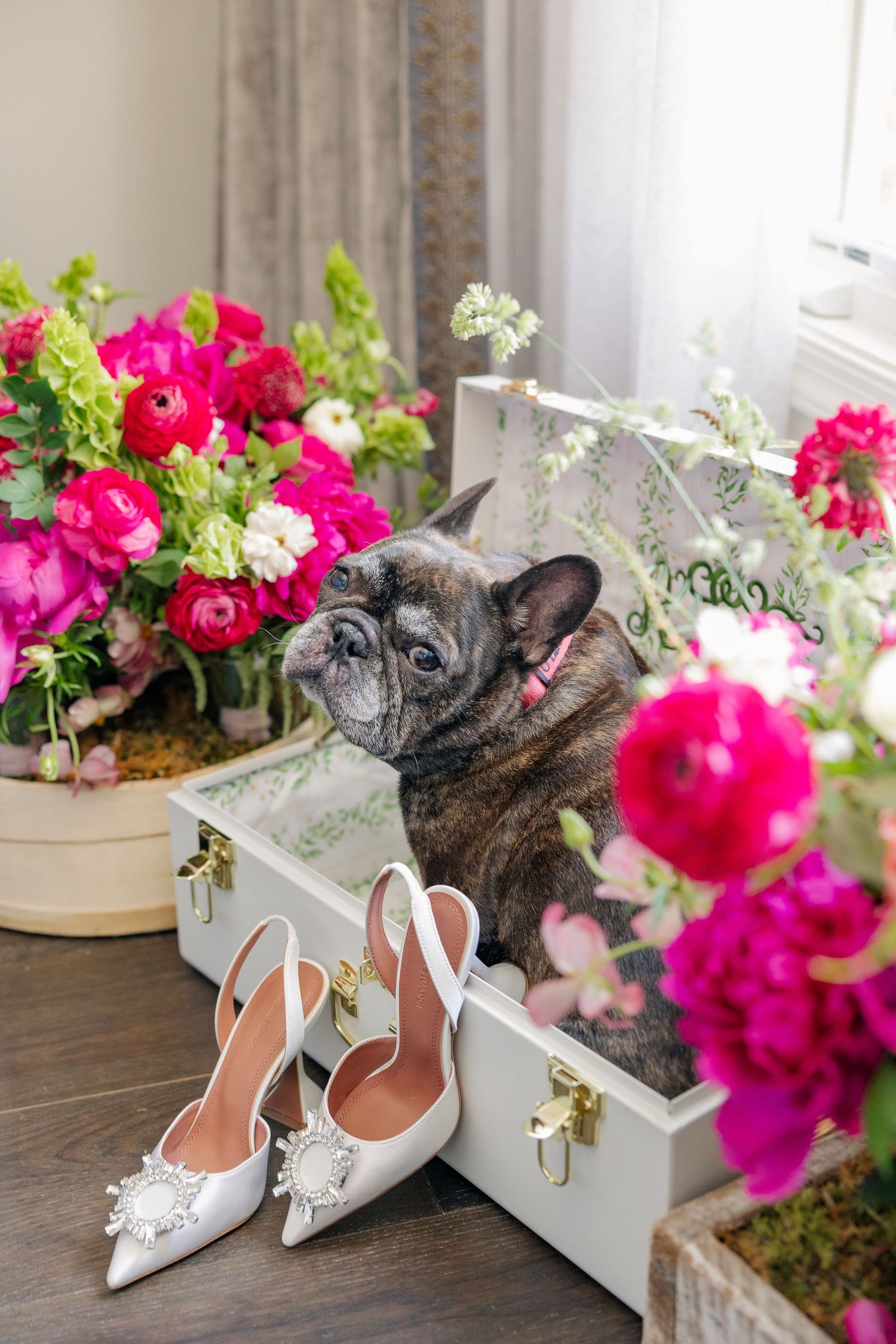 French bulldog sits in open suitcase surrounded by vibrant pink peonies next to white bridal heels.