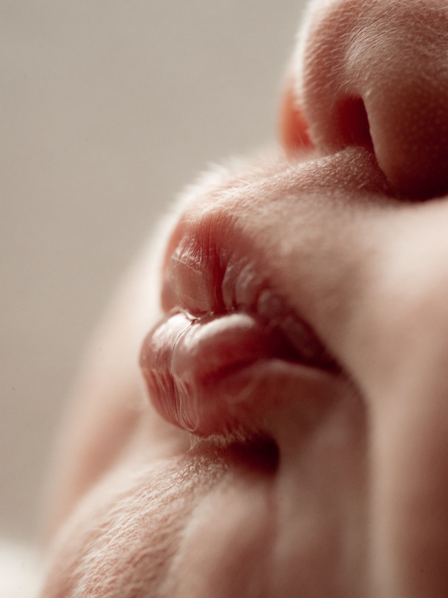 Extreme close-up macro photo of a newborn baby's tiny fingers, nose, and lips in soft natural light.