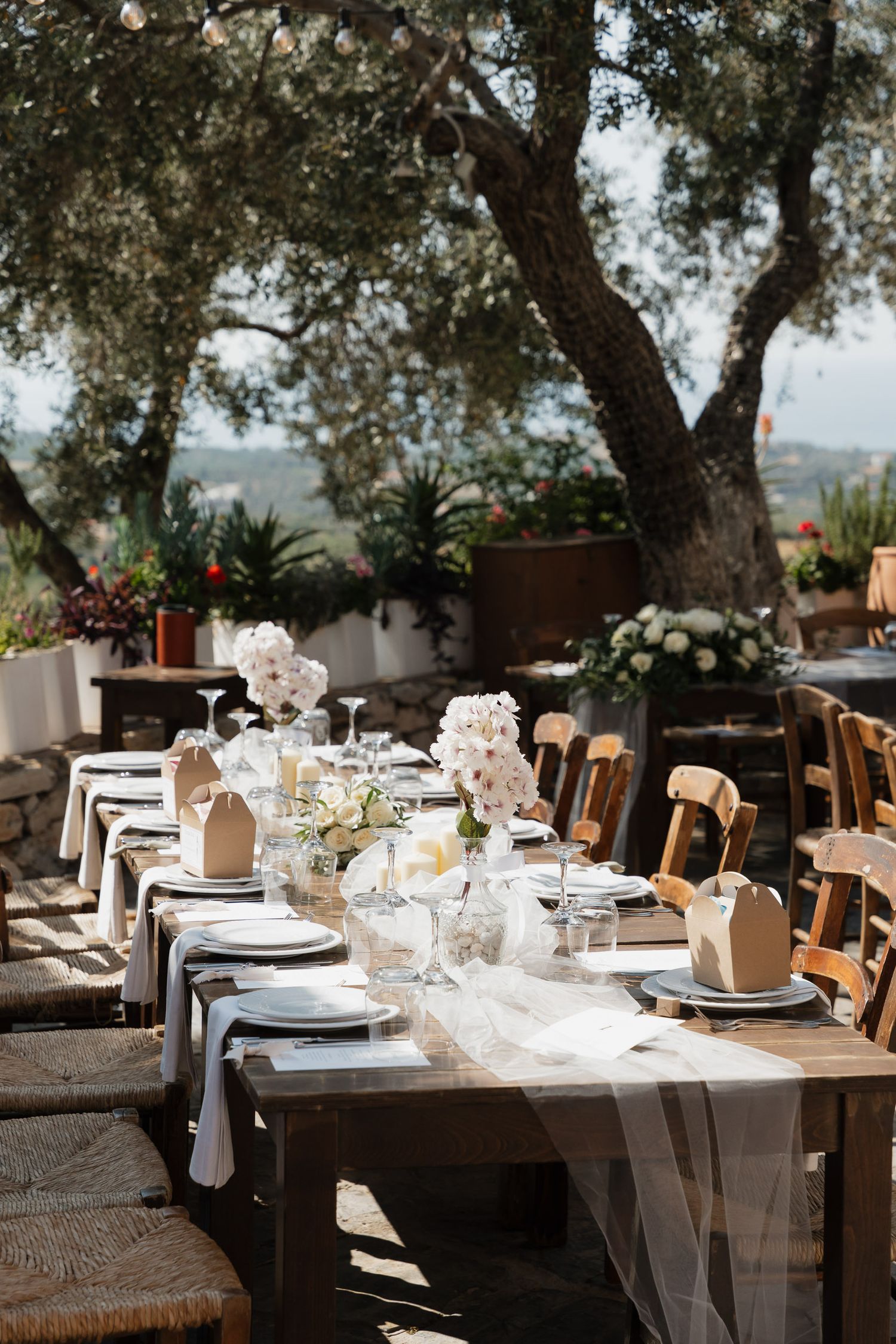 Rustic outdoor wedding reception table setting with wooden chairs and olive trees in an elegant garden venue.