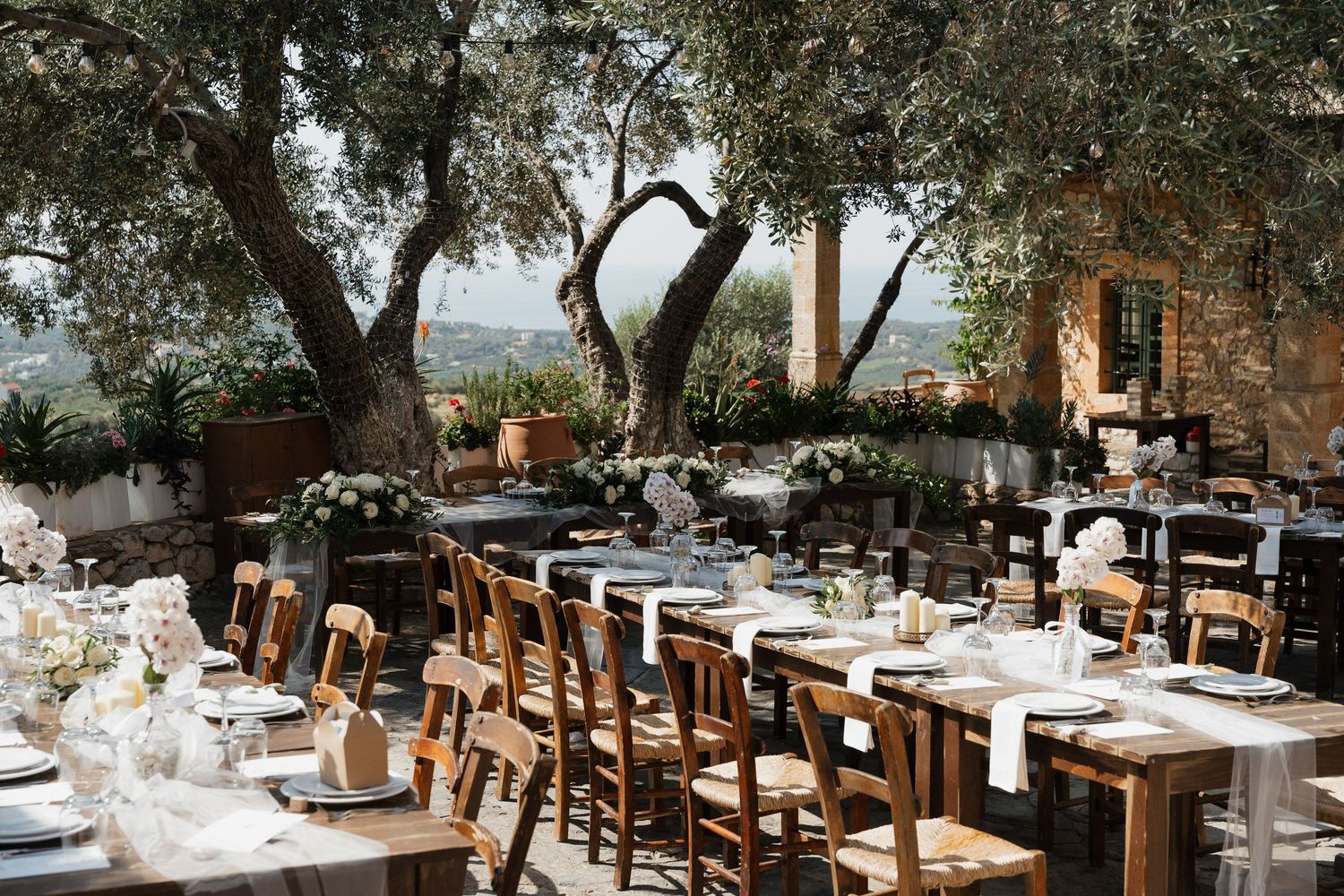 Elegant outdoor wedding reception setup with wooden chairs and long tables under olive trees in a rustic garden setting.