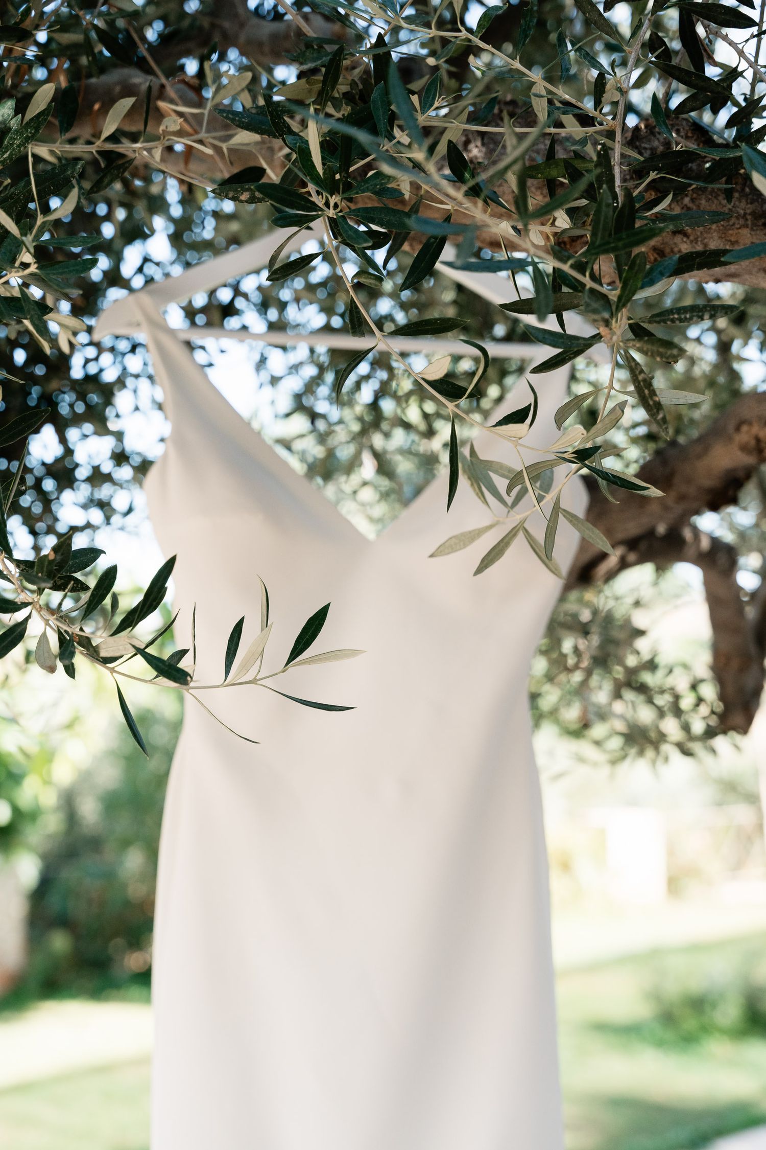 White wedding dress hangs elegantly beneath olive tree branches in natural outdoor setting.