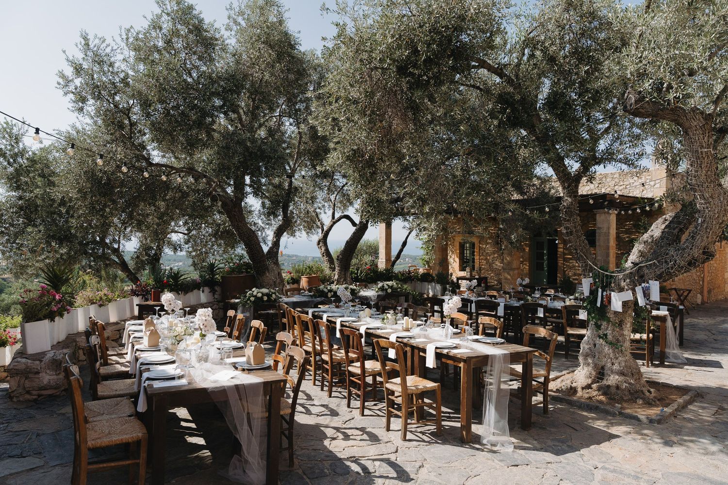 Tables and chairs arranged under olive trees create a rustic outdoor dining setting in a Mediterranean garden.