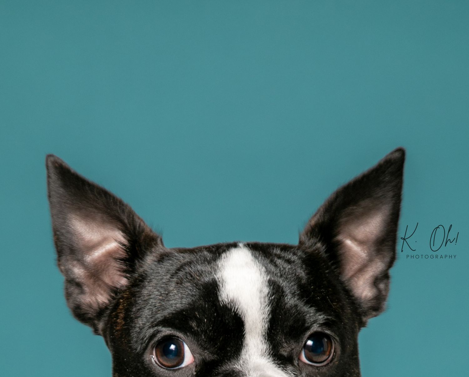 Close-up portraits of a black and white dog's face and eyes against a teal background.