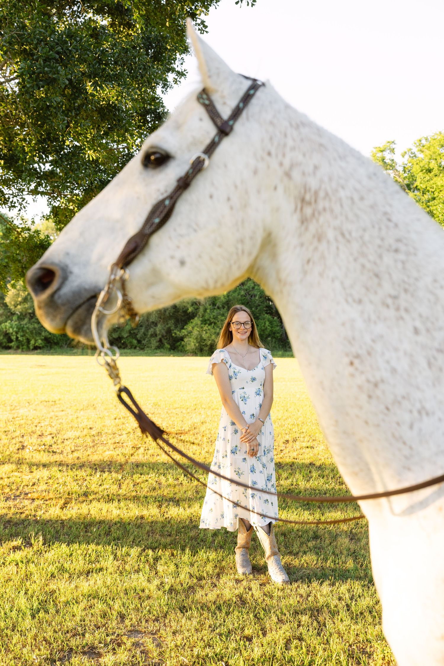 Beautiful white horse in profile with bridle standing in a sunny green field during golden hour.