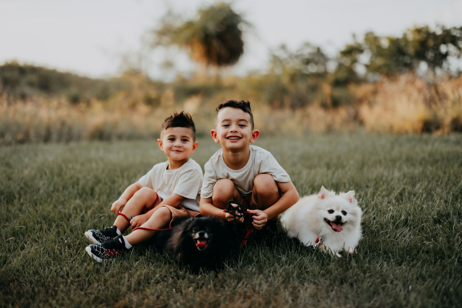 Two young brothers sitting on grass with black and white Pomeranian dogs in park.