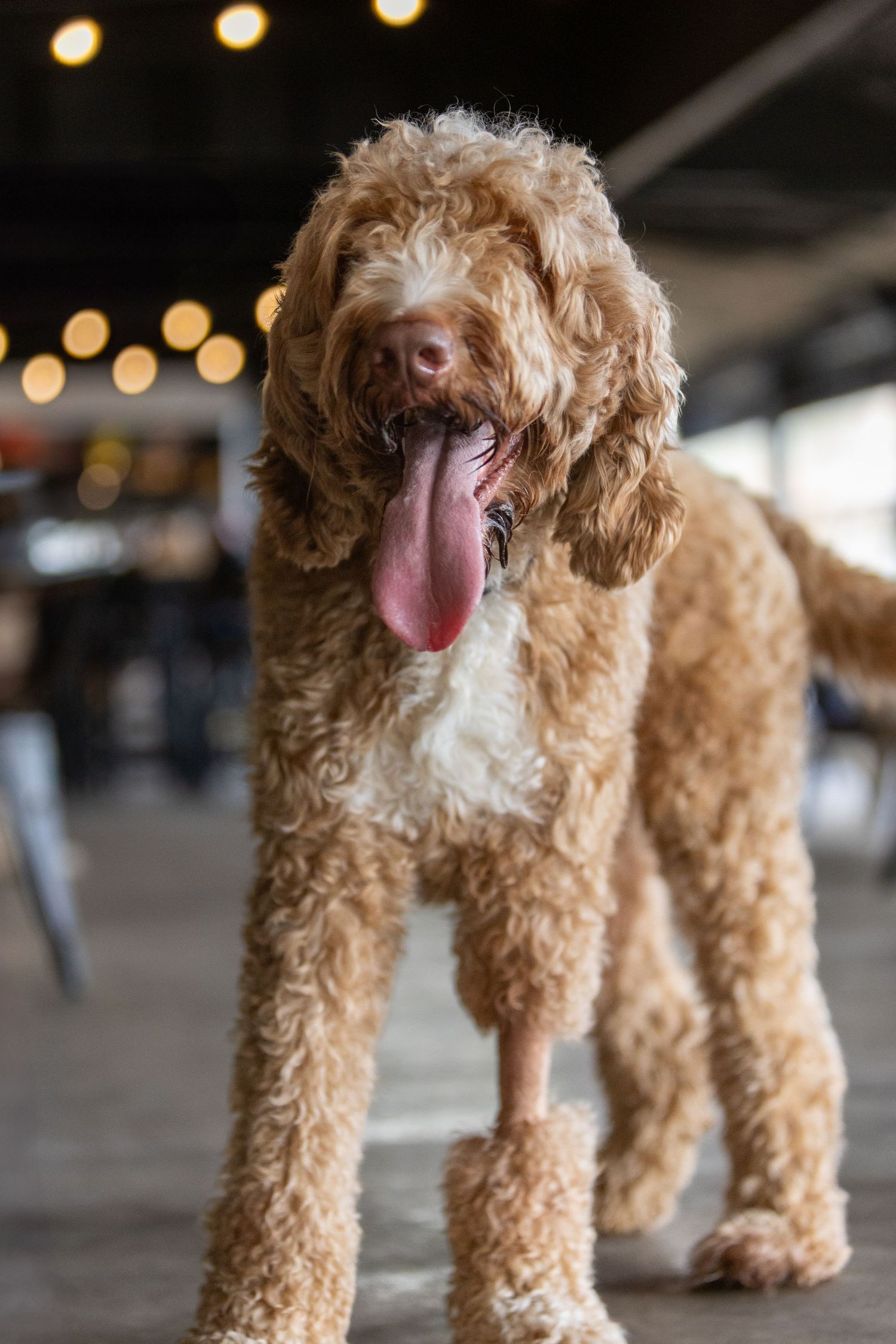 Goldendoodle dog with curly brown fur and long tongue standing indoors.