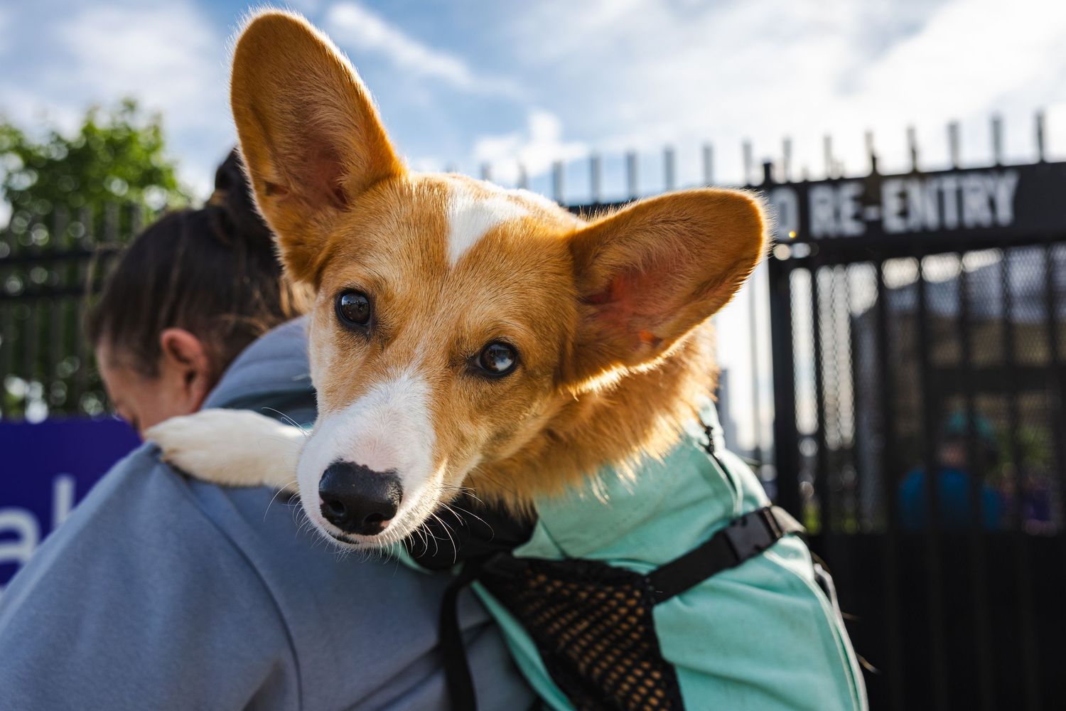 A curious Corgi with distinctive pointy ears wears a mint green harness.
