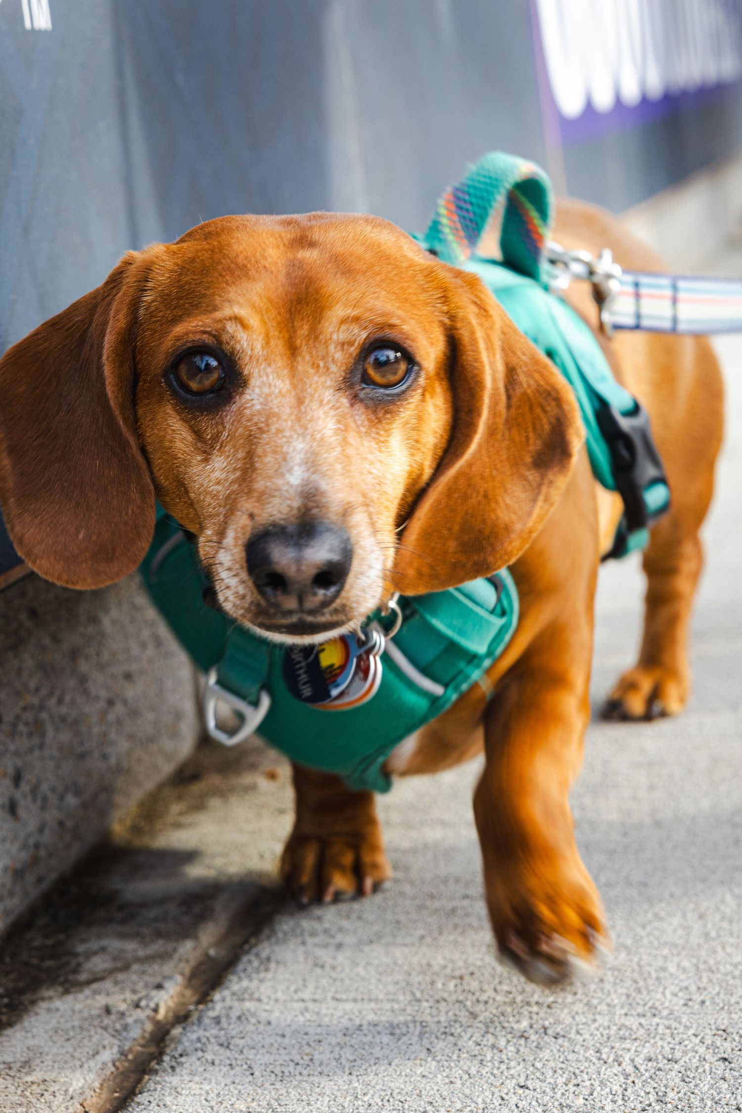 An adorable Dachshund wearing a teal harness stands confidently against a grey wall.