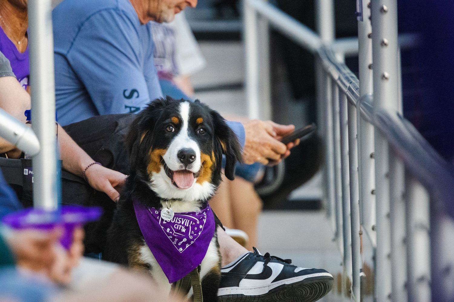 Happy black and white dog wearing a purple bandana sits with companions at a stadium.