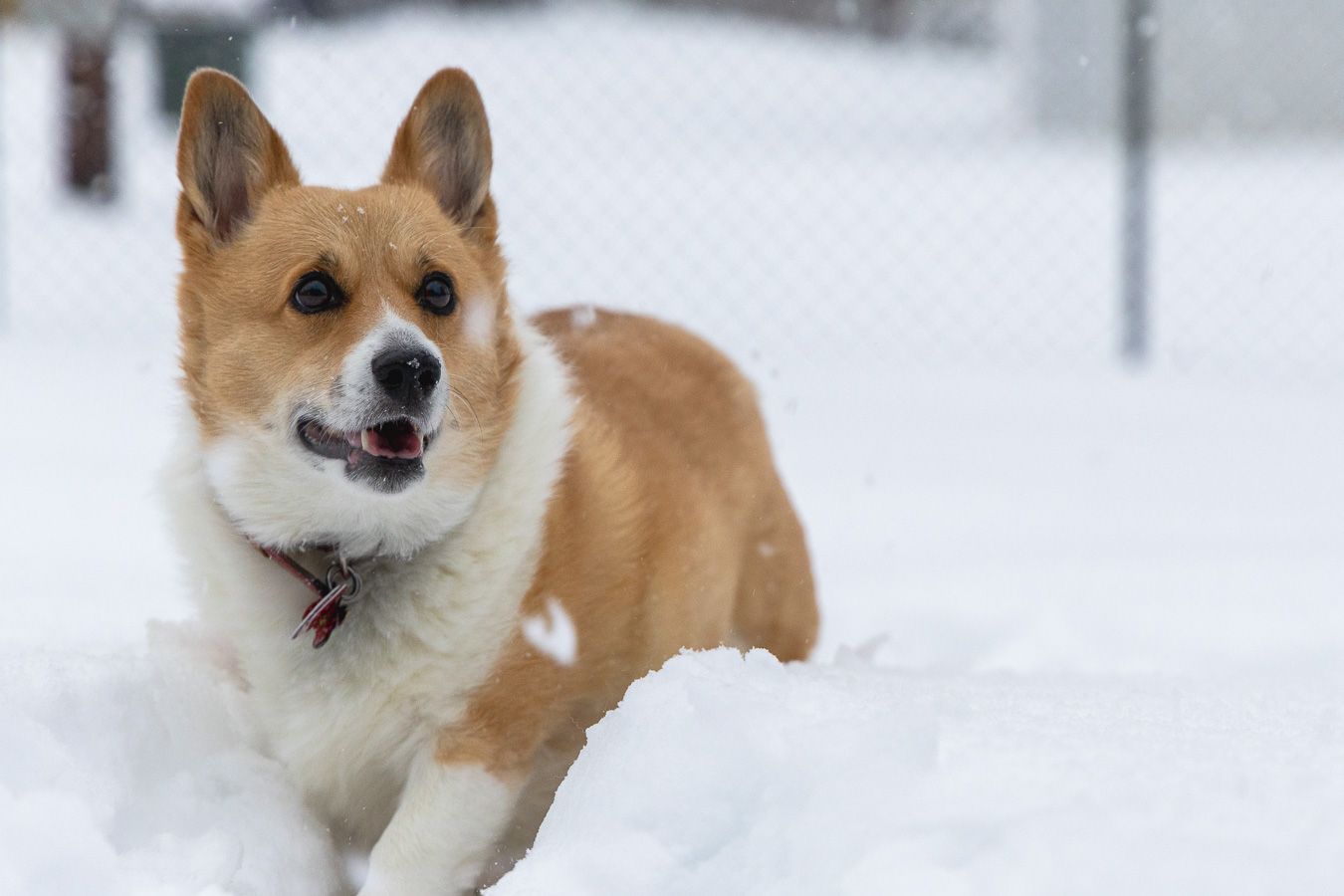 Corgi dog playing in deep winter snow with alert expression.
