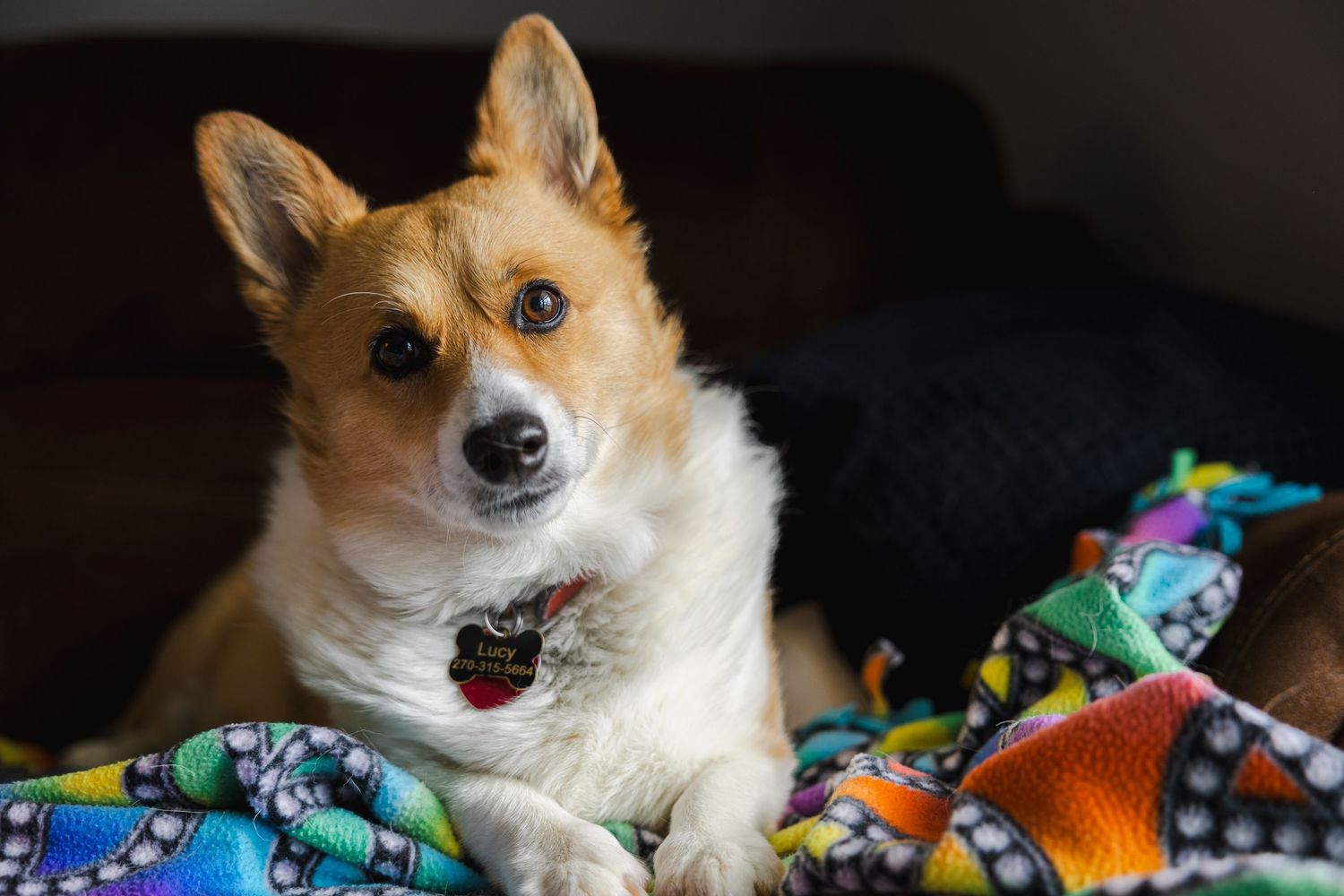 Corgi resting on colorful blanket looking directly at camera.