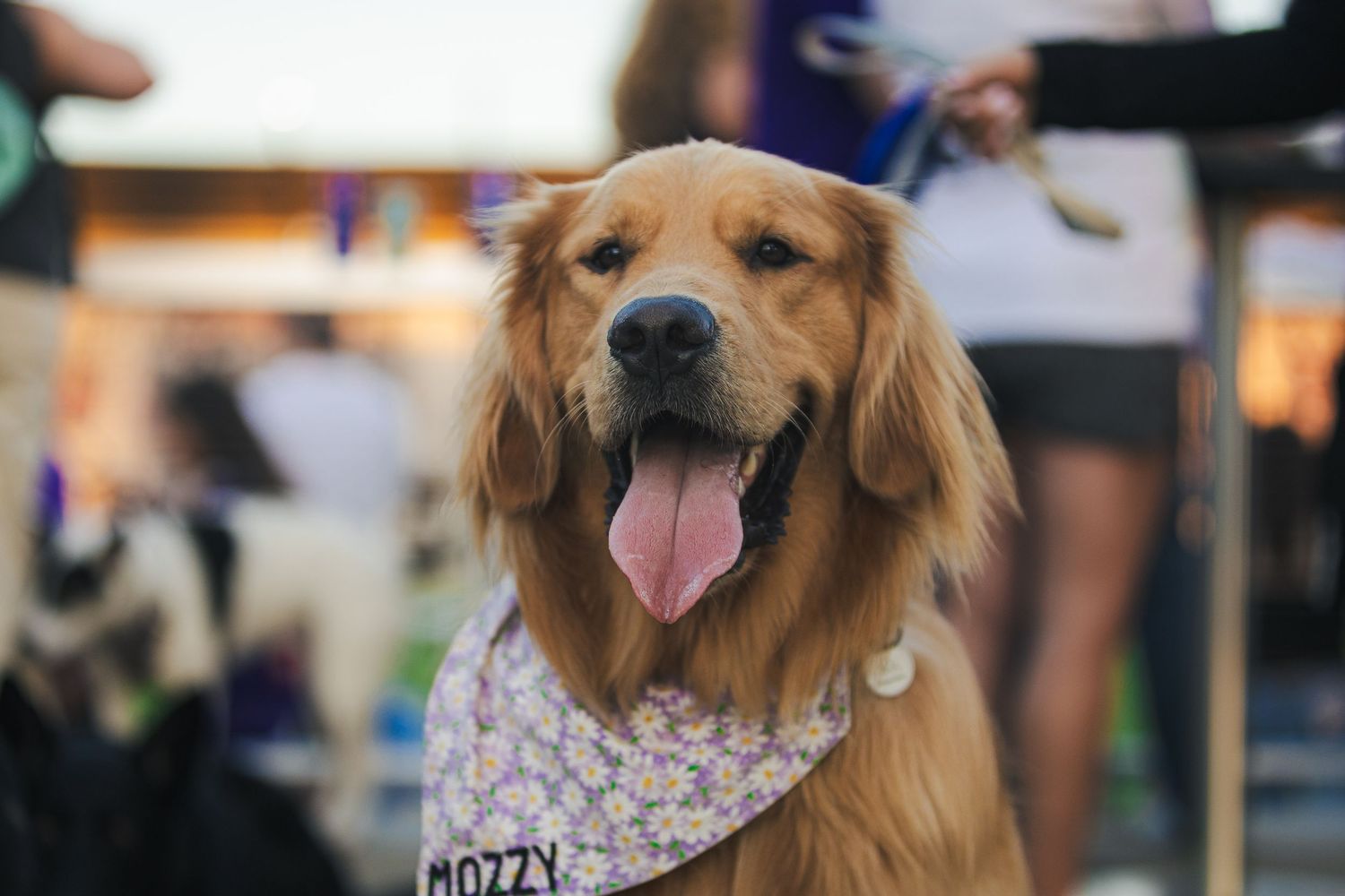 Happy golden retriever wearing a floral bandana with tongue out at an outdoor event.