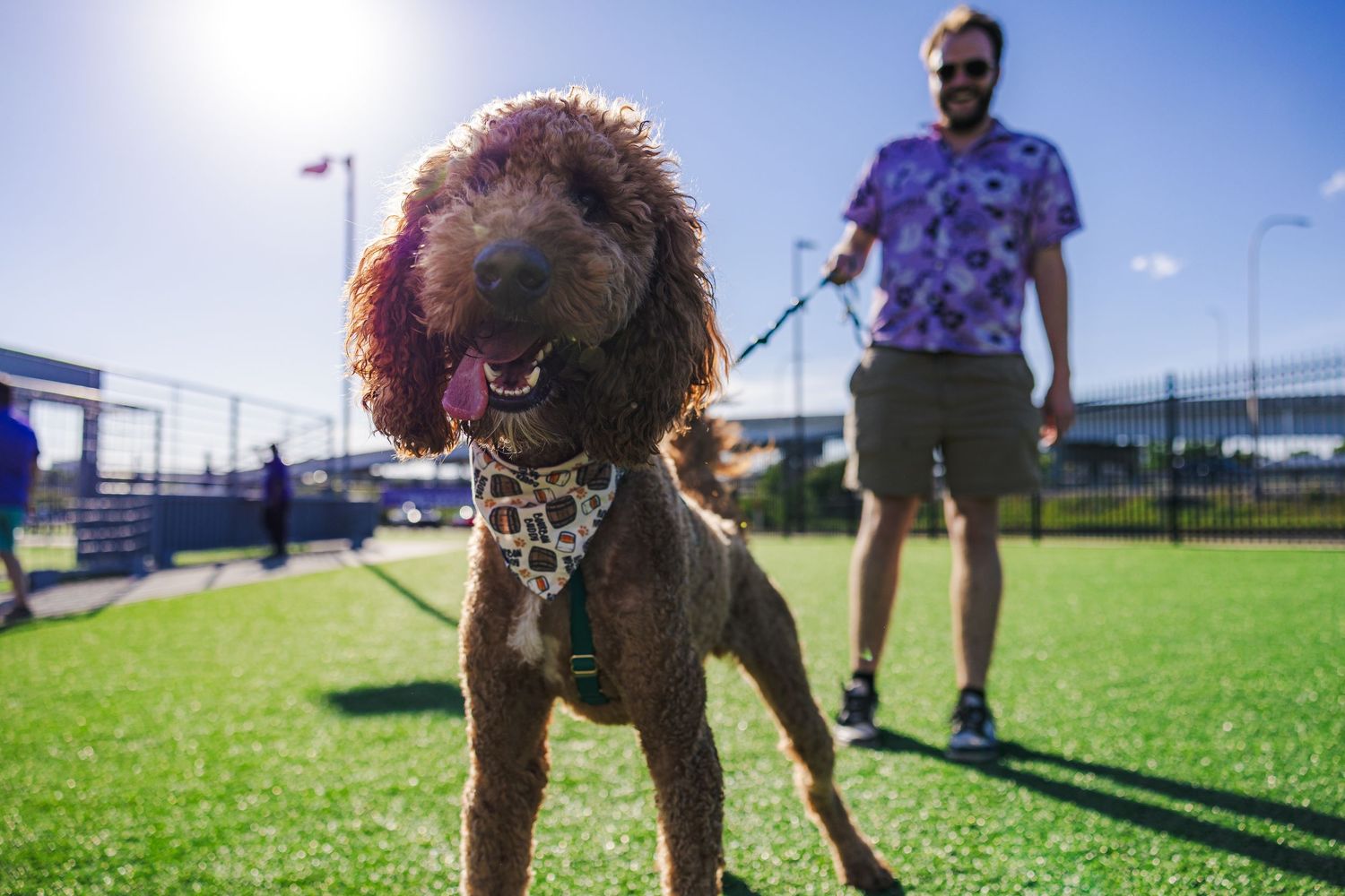 A fluffy brown Goldendoodle dog on a leash stands on green turf while a man in a floral shirt holds the leash outdoors.
