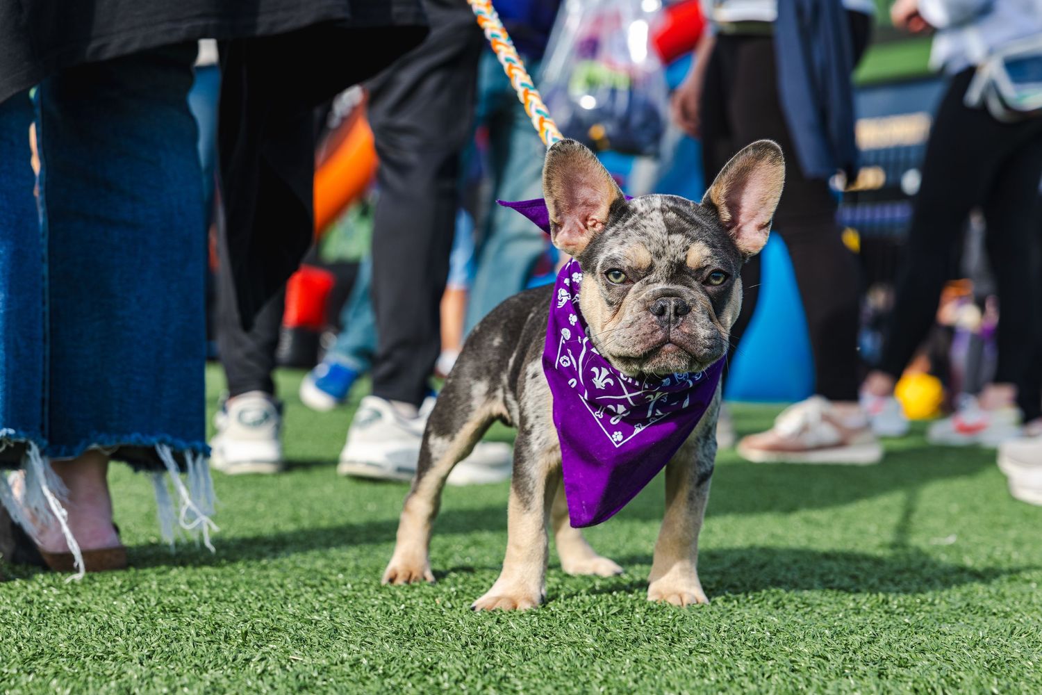 A French Bulldog wearing a purple bandana stands on artificial turf at an outdoor event.