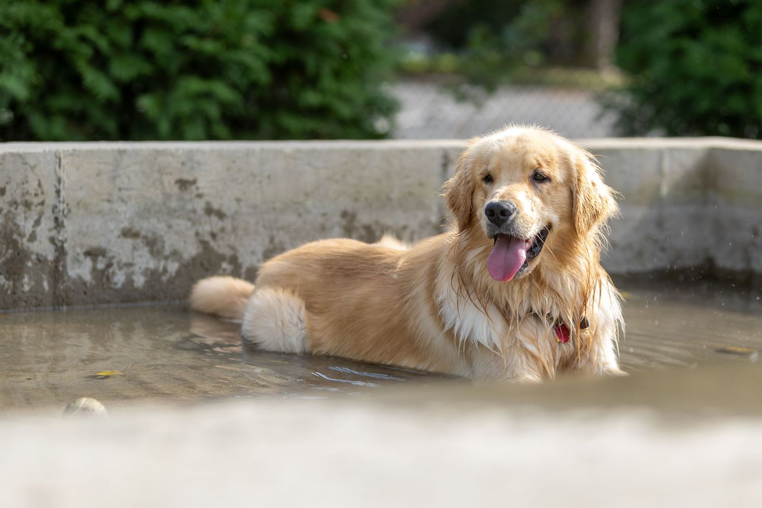 Happy Golden Retriever cooling off in shallow water during summer.