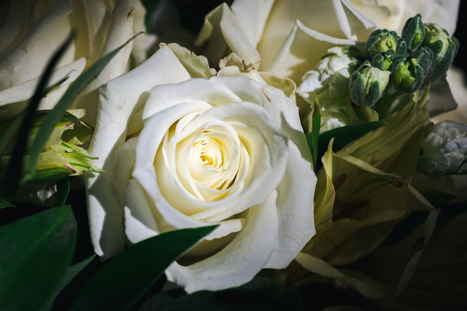 A pristine white rose in full bloom with soft petals and green foliage in the background.