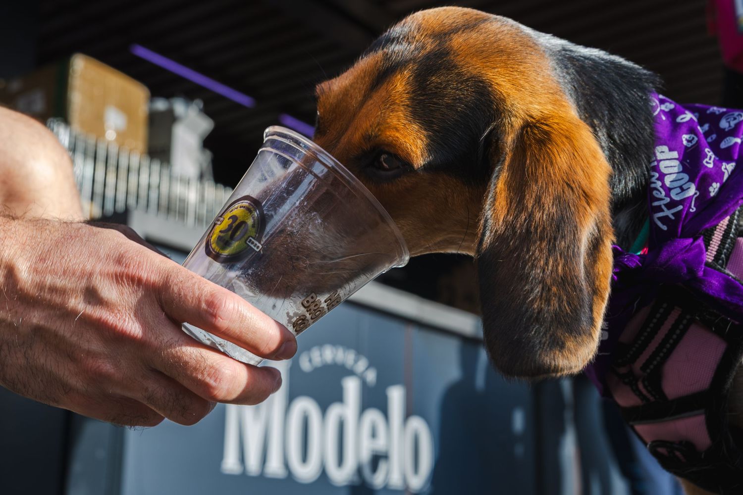 Dog takes a sip from a Modelo beer glass being offered by a hand.