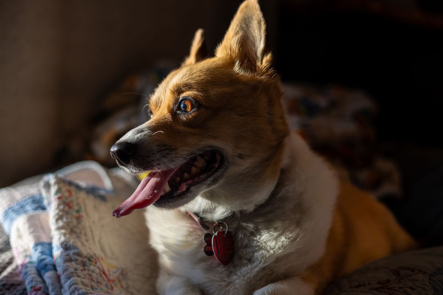 Corgi dog with tan and white fur looking sideways with mouth open.