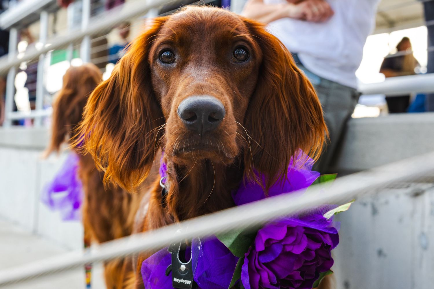 Close-up of an Irish Setter dog wearing purple decorations looking through railing.