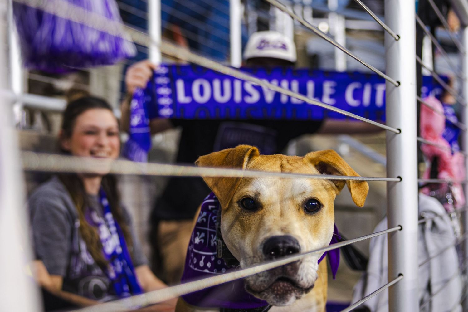 A tan dog peers through metal stadium railings with Louisville City FC signage visible in the background.