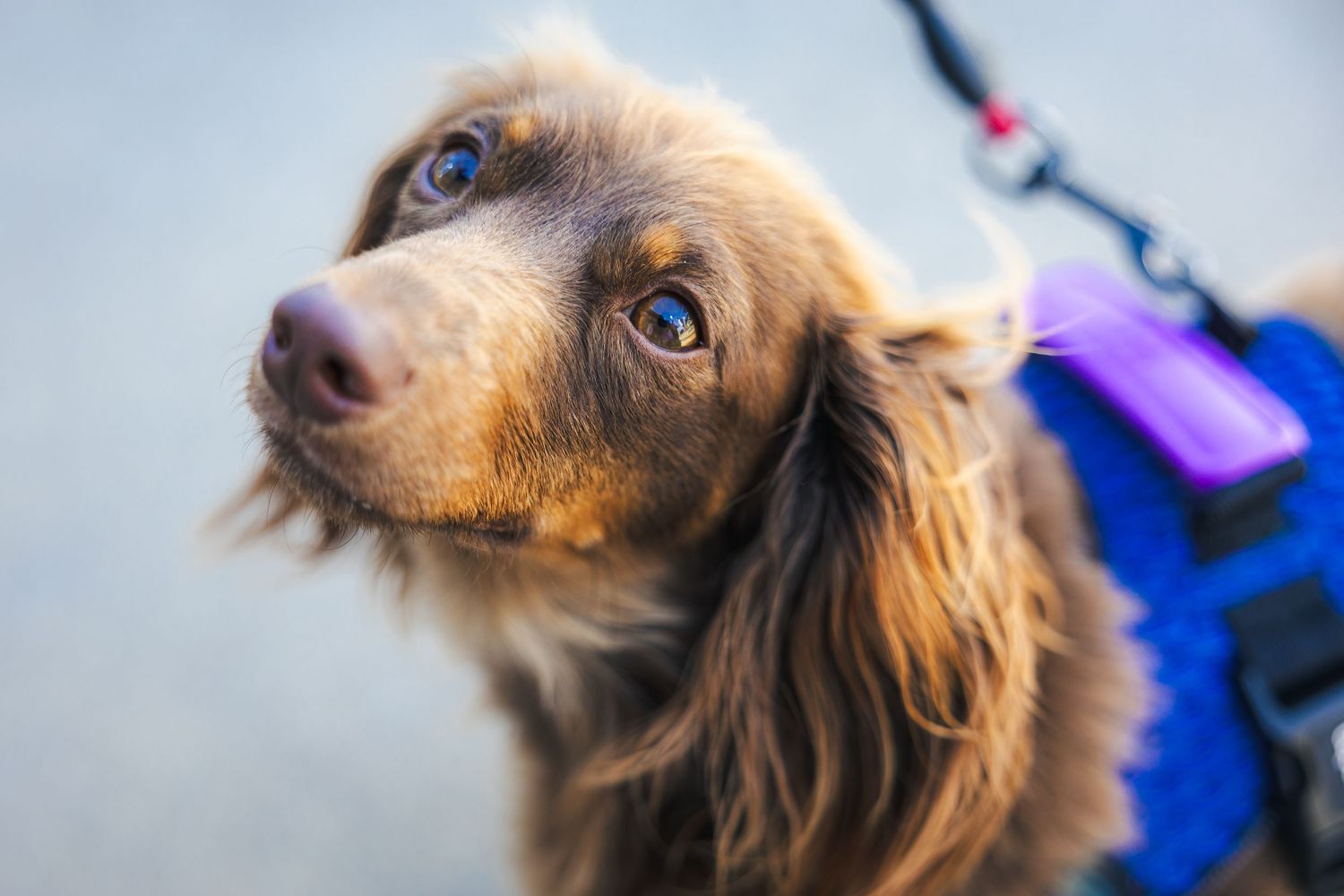 A brown long-haired dog wearing a blue harness and purple leash looks up with soulful blue eyes.