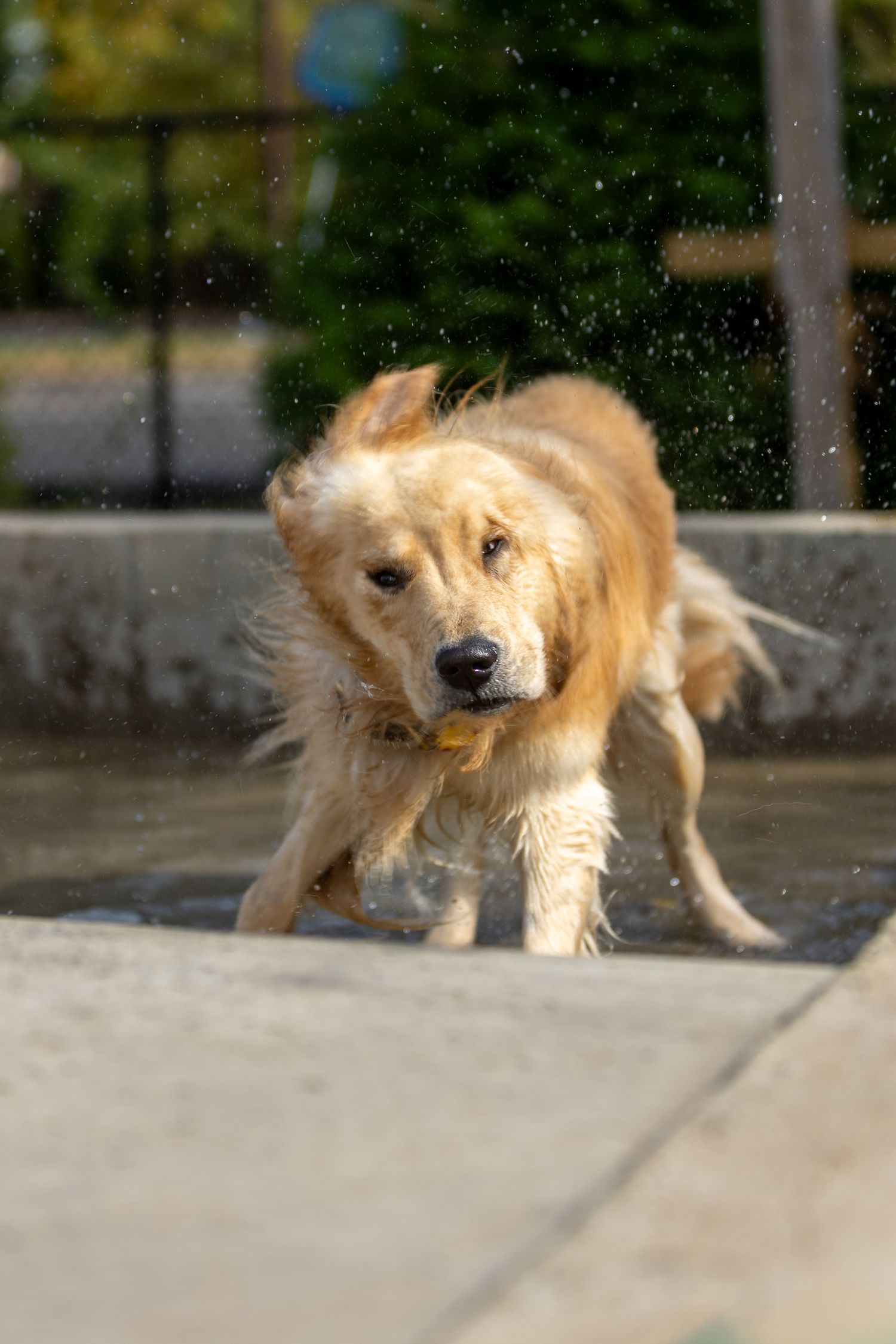 Golden Retriever shaking off water with fur flying in sunlight.