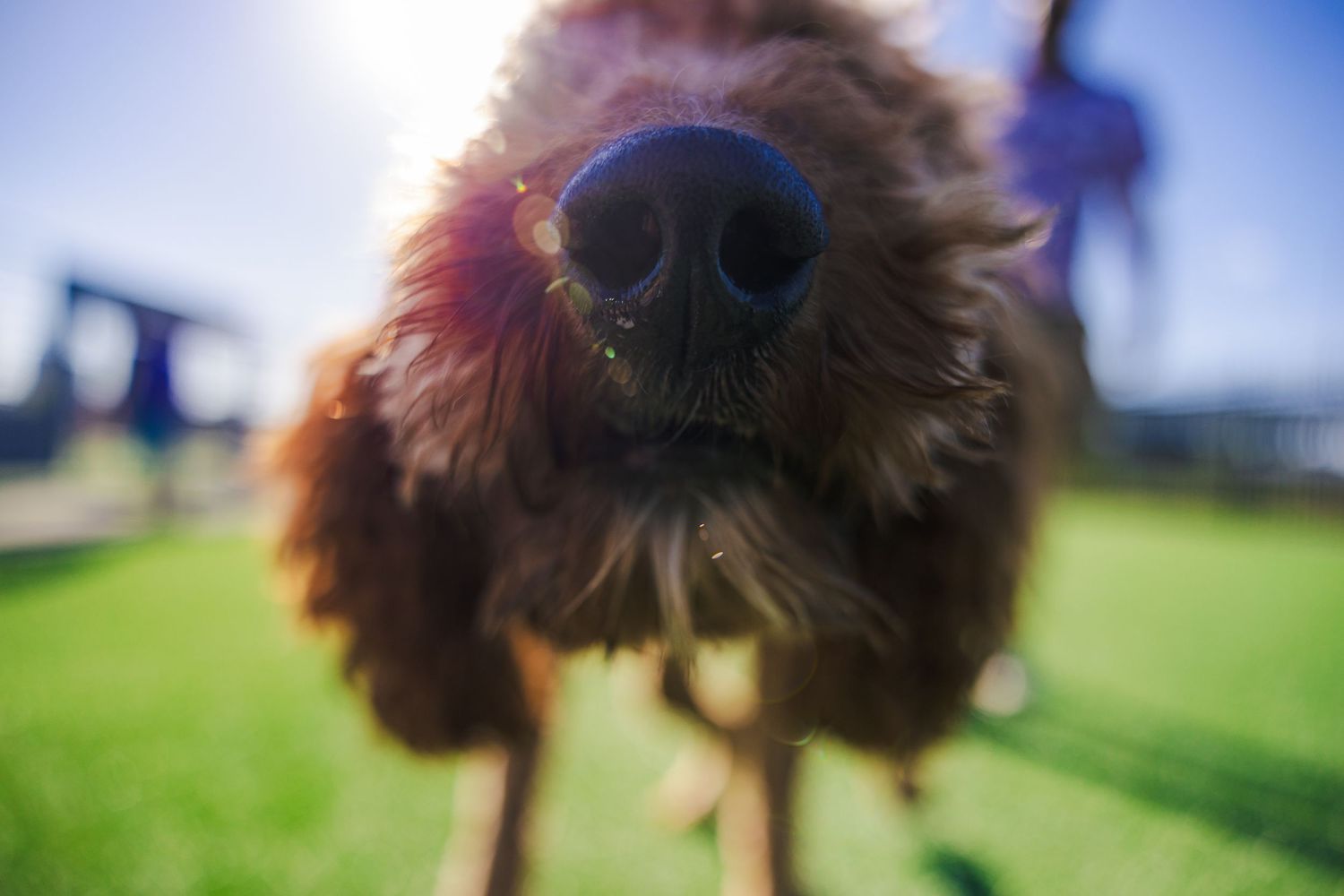 Close-up of a fluffy brown dog's nose sniffing the camera outdoors on a sunny day.