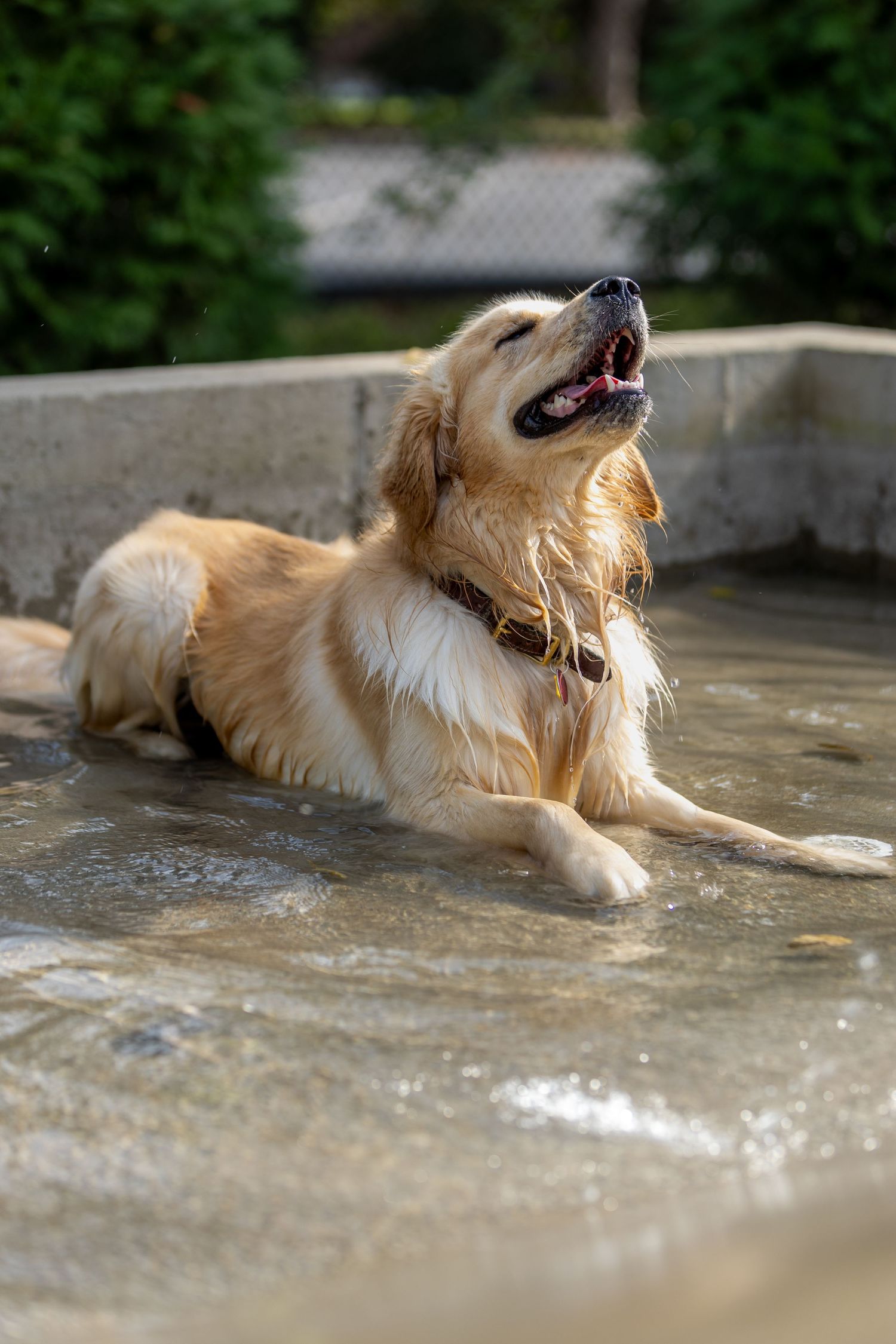 Golden retriever lying on wet concrete with mouth open in a happy expression.